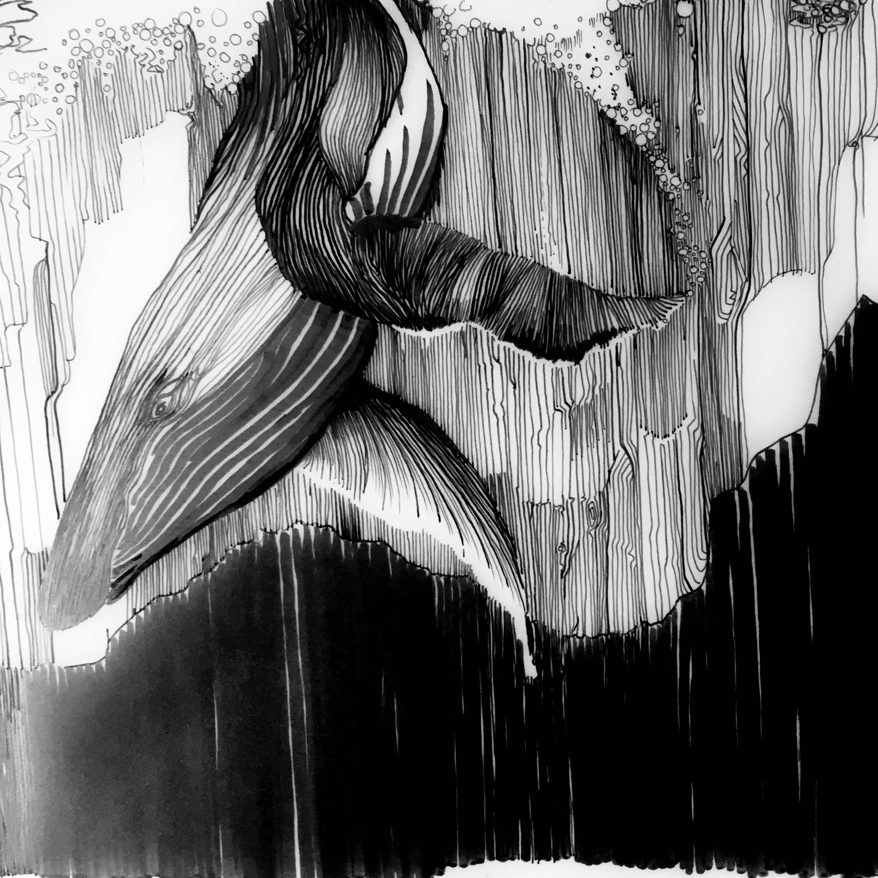 whale Shadow by Sophie Jonas-Hill