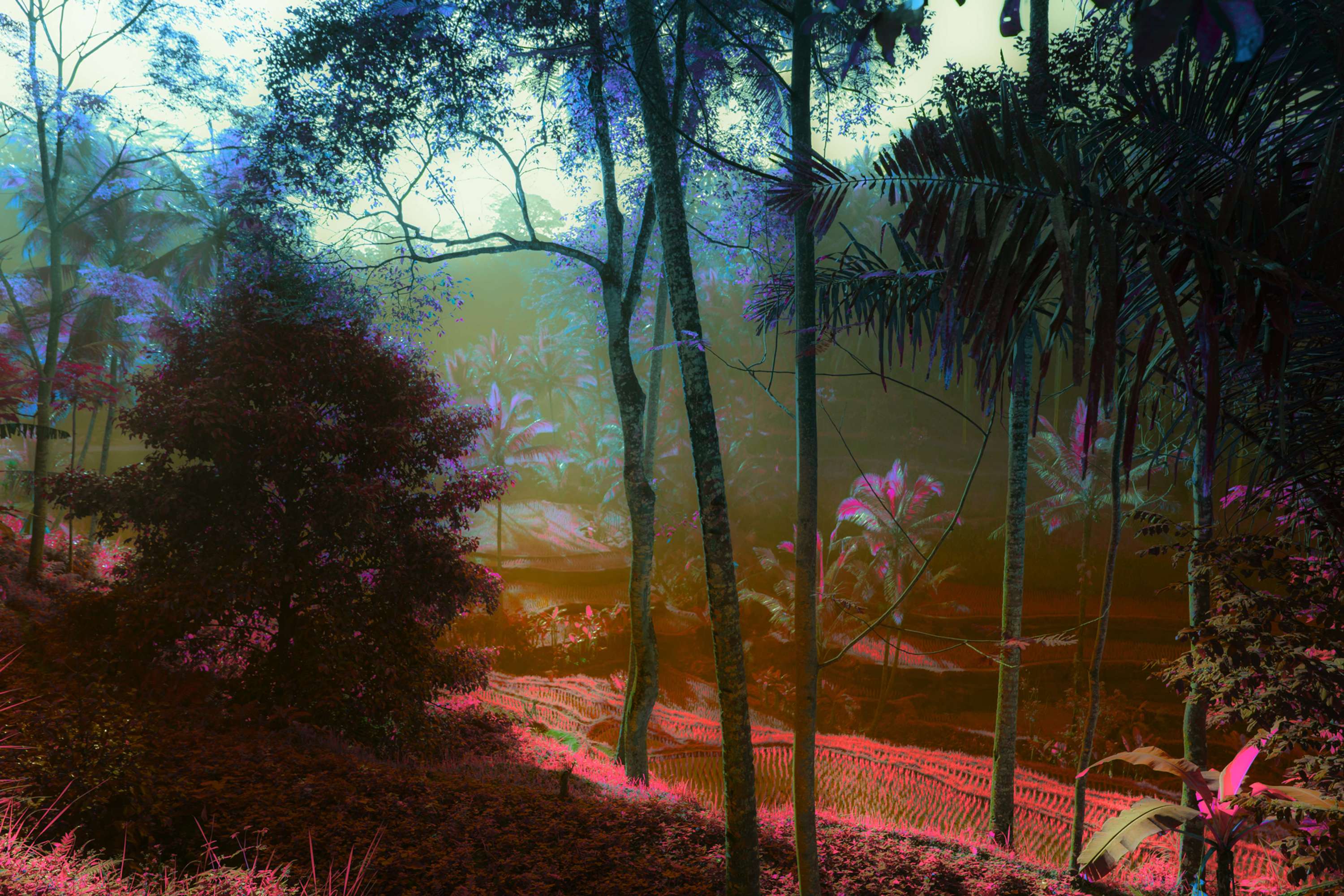 A Surreal Landscape by Sonia Bhamra