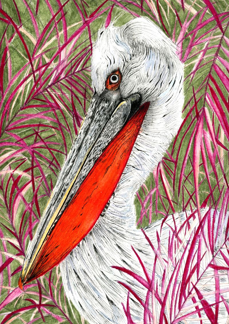Dalmation Pelican Print by Laura Browne