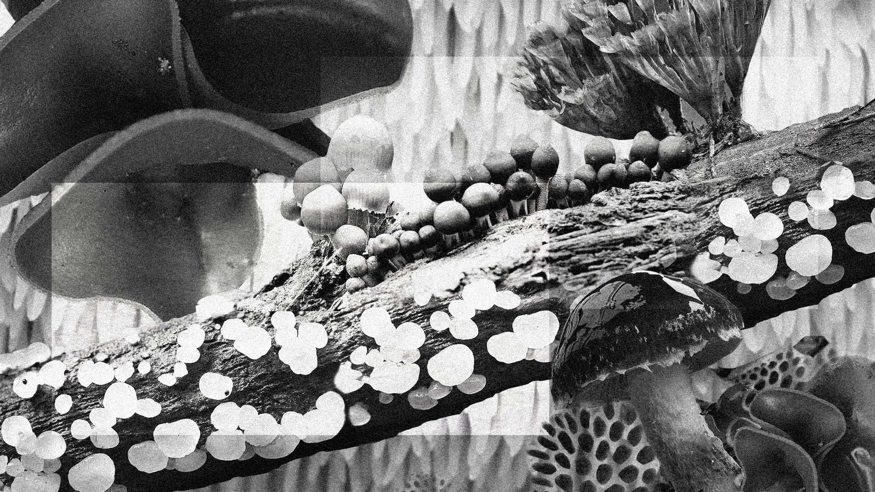 FUNGI by Maria Goad