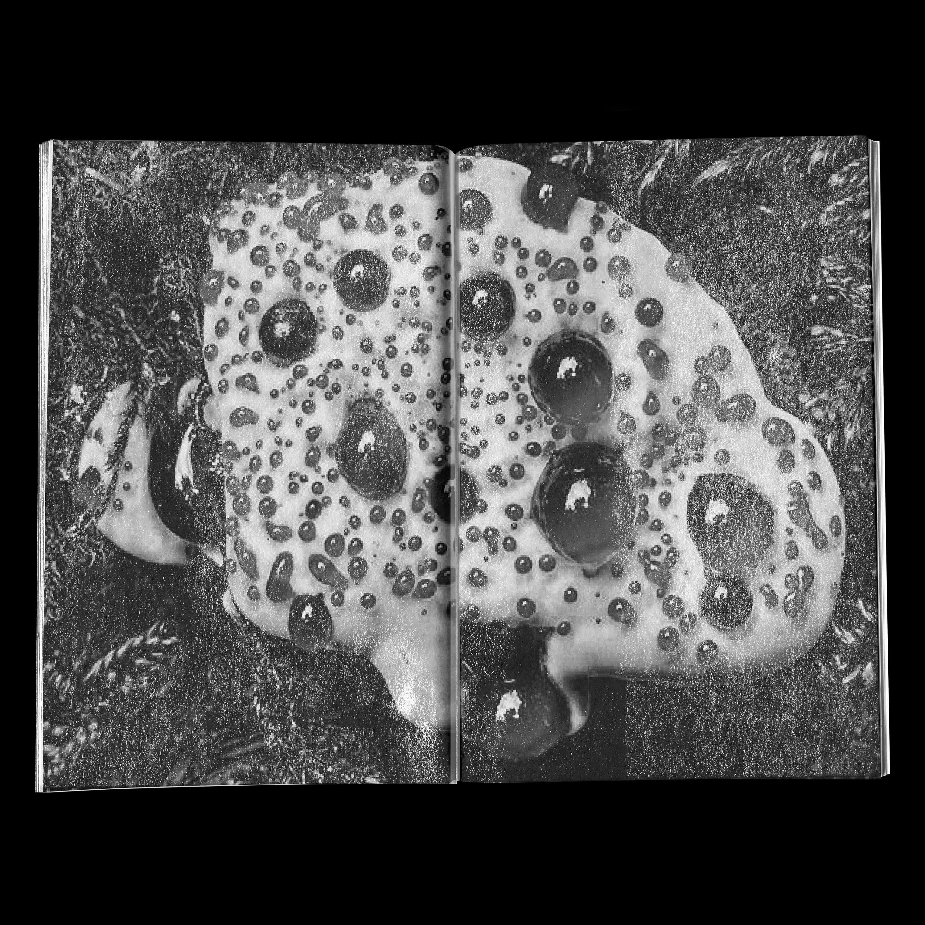 FUNGI by Maria Goad