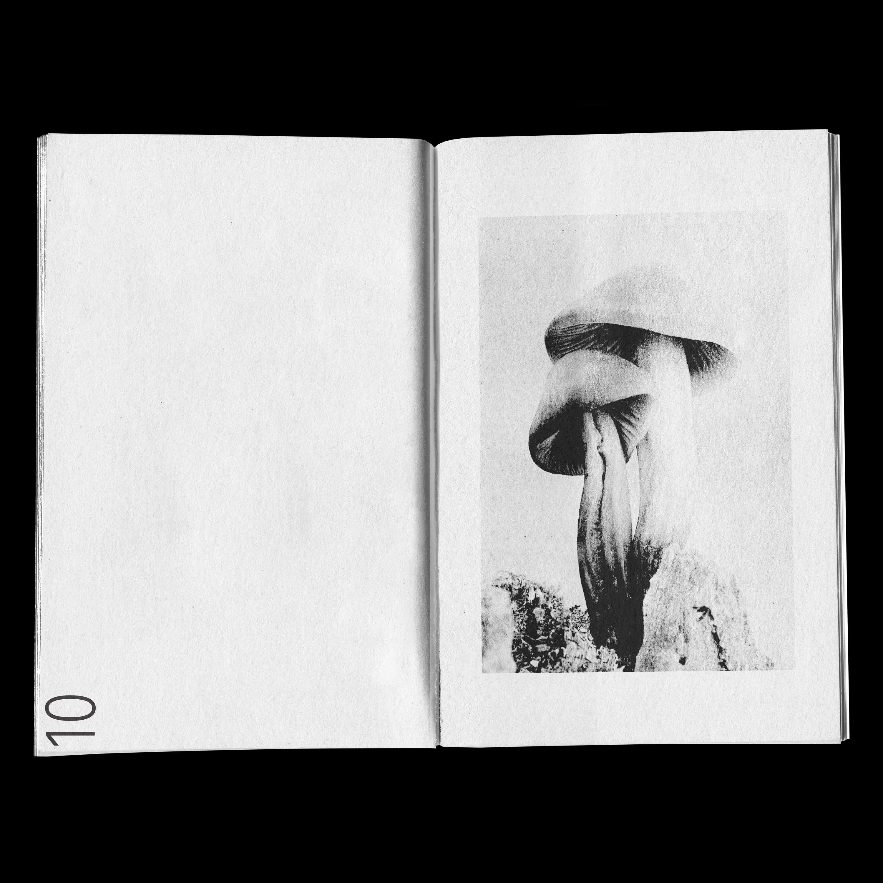 FUNGI by Maria Goad