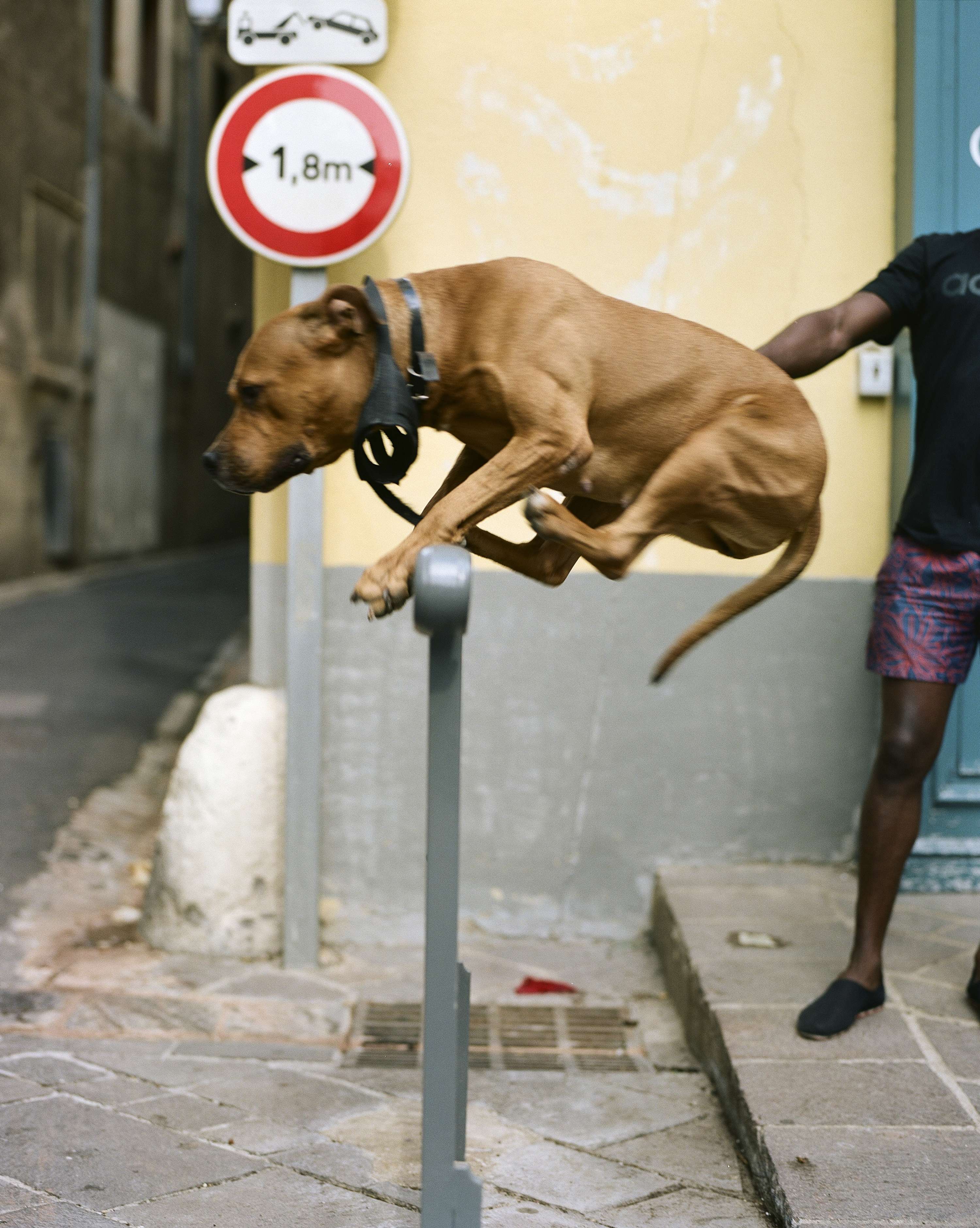 Dans le Sud by Ollie Trenchard