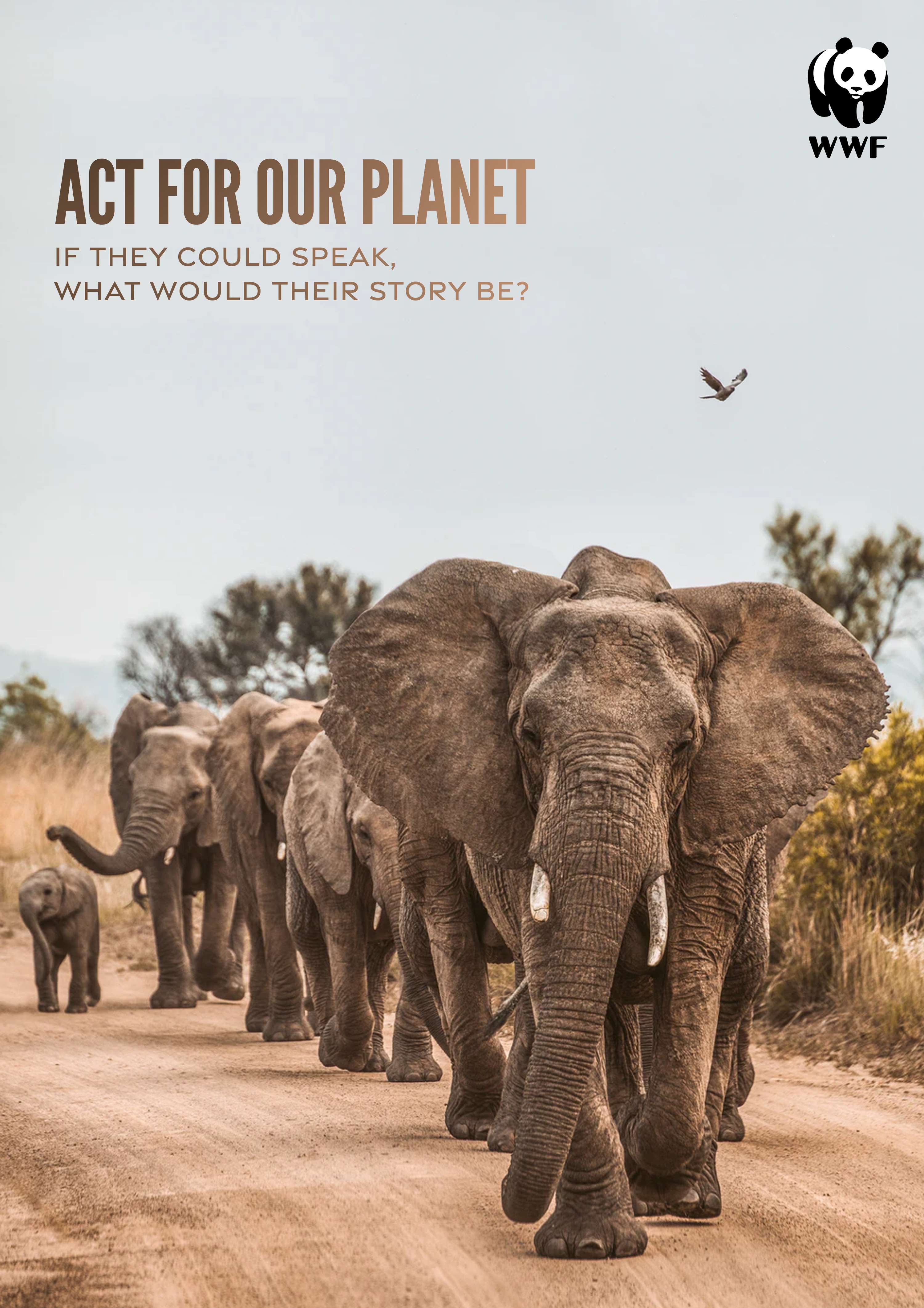WWF by Charlie Smith