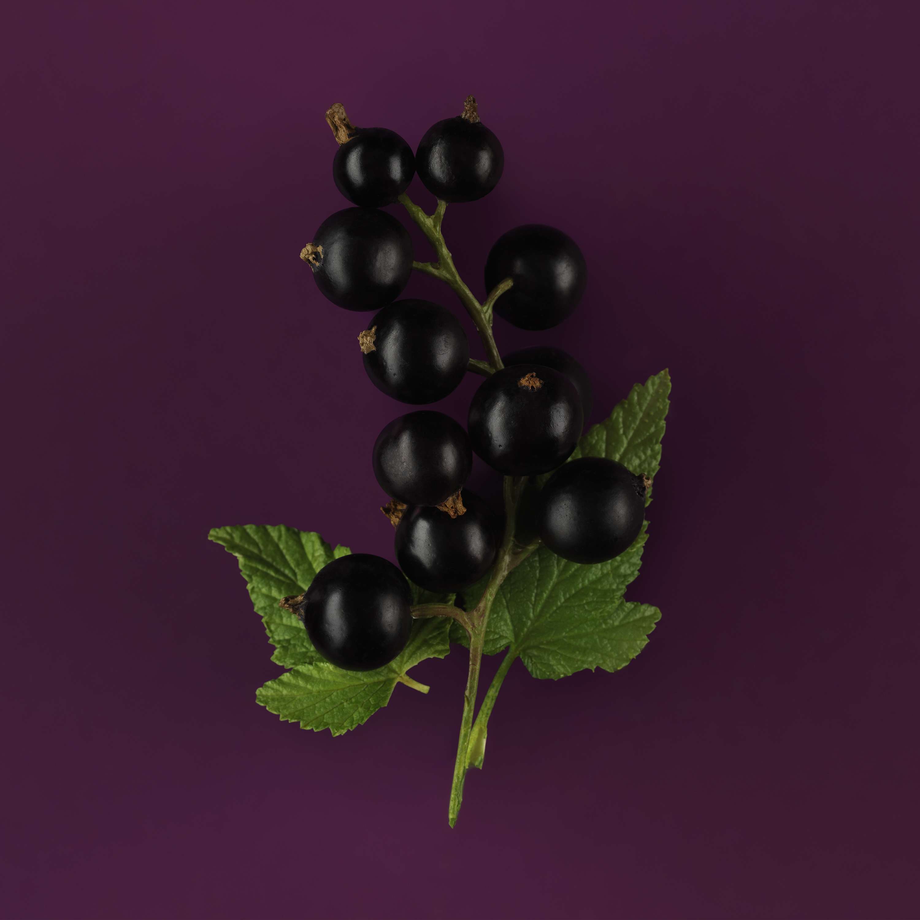 Purple colour pops! by Kirsty Wood