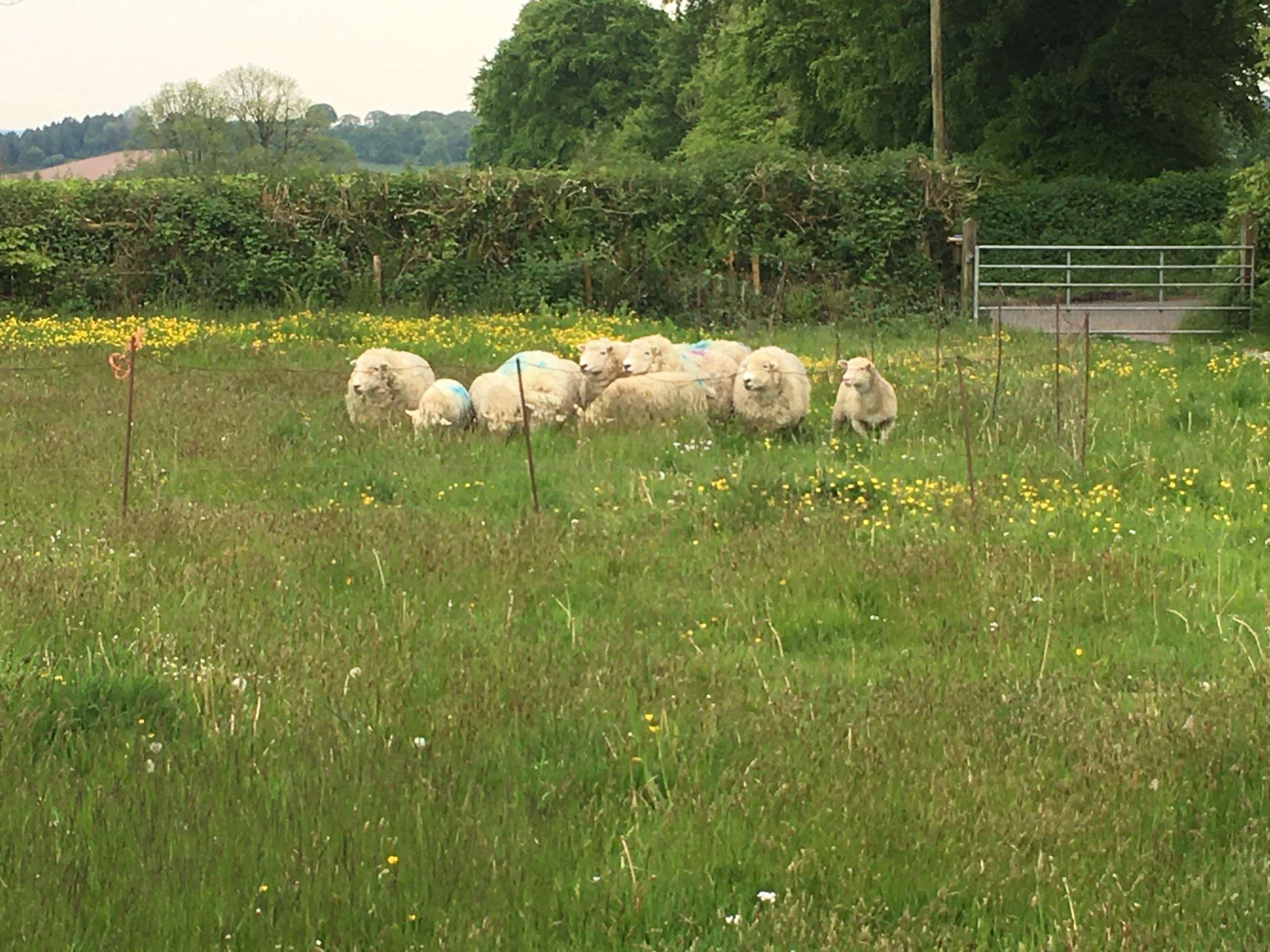 Regenerative Grazing by Vickie Ward
