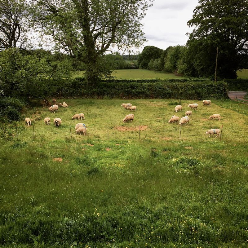 Regenerative Grazing by Vickie Ward