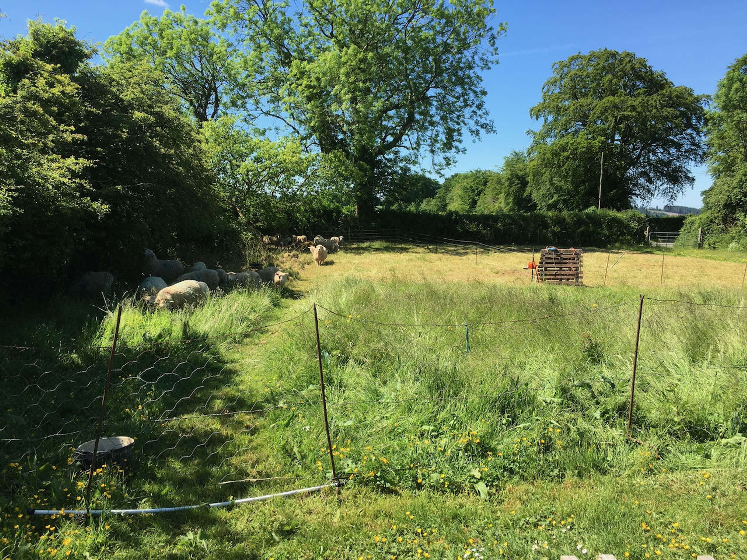 Regenerative Grazing by Vickie Ward