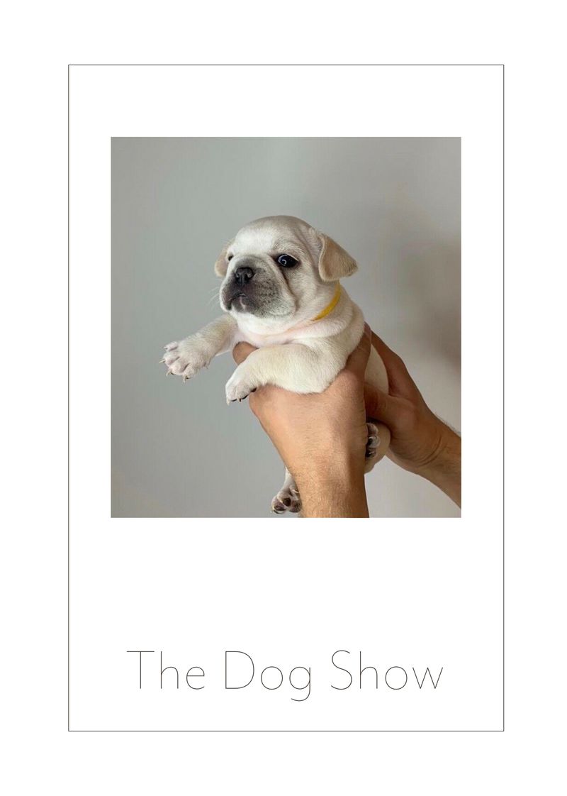 Check out my latest photo zine exploring the weird world of Gumtree dogs
