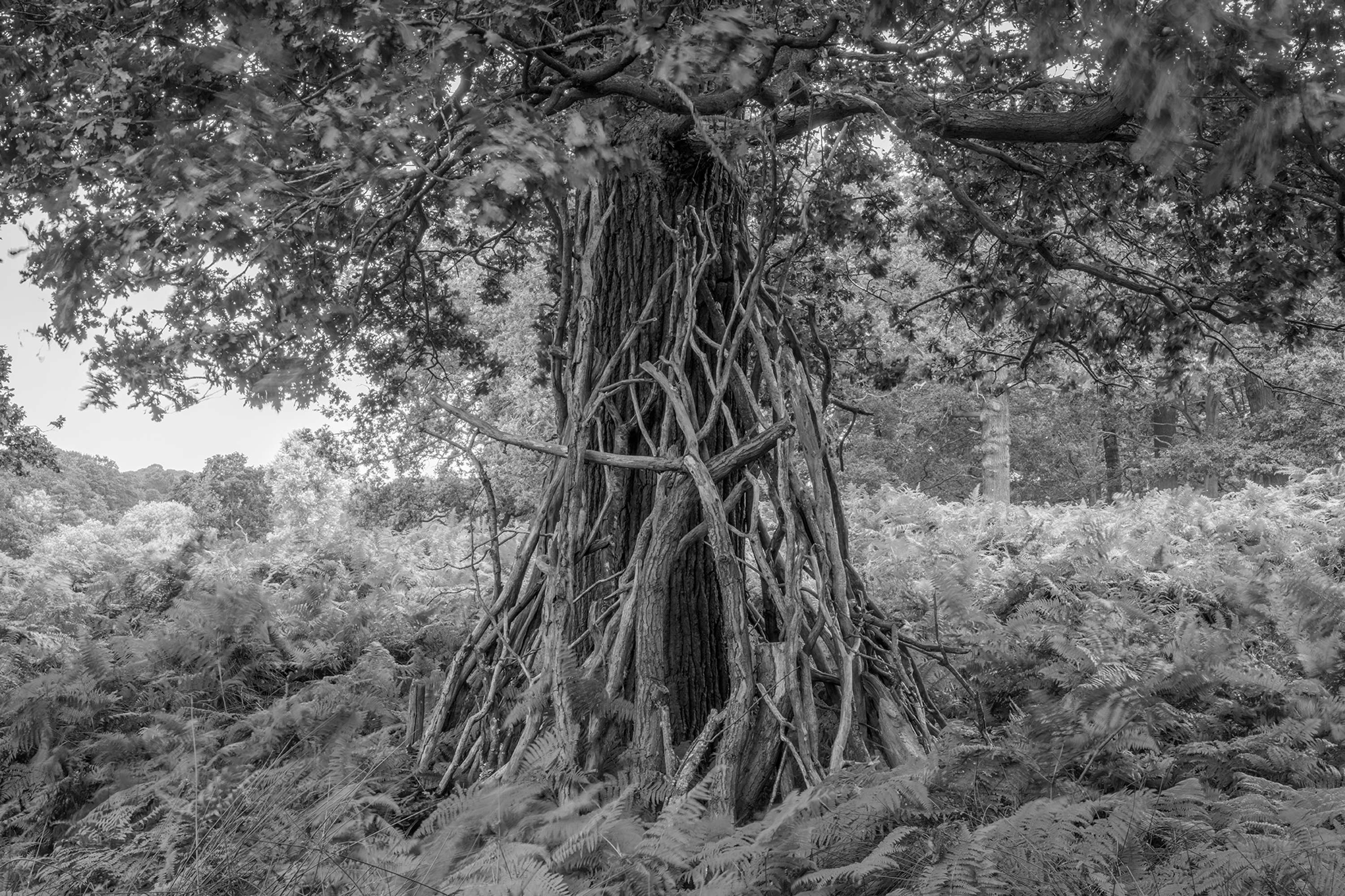 Dens by Marcus Peel
