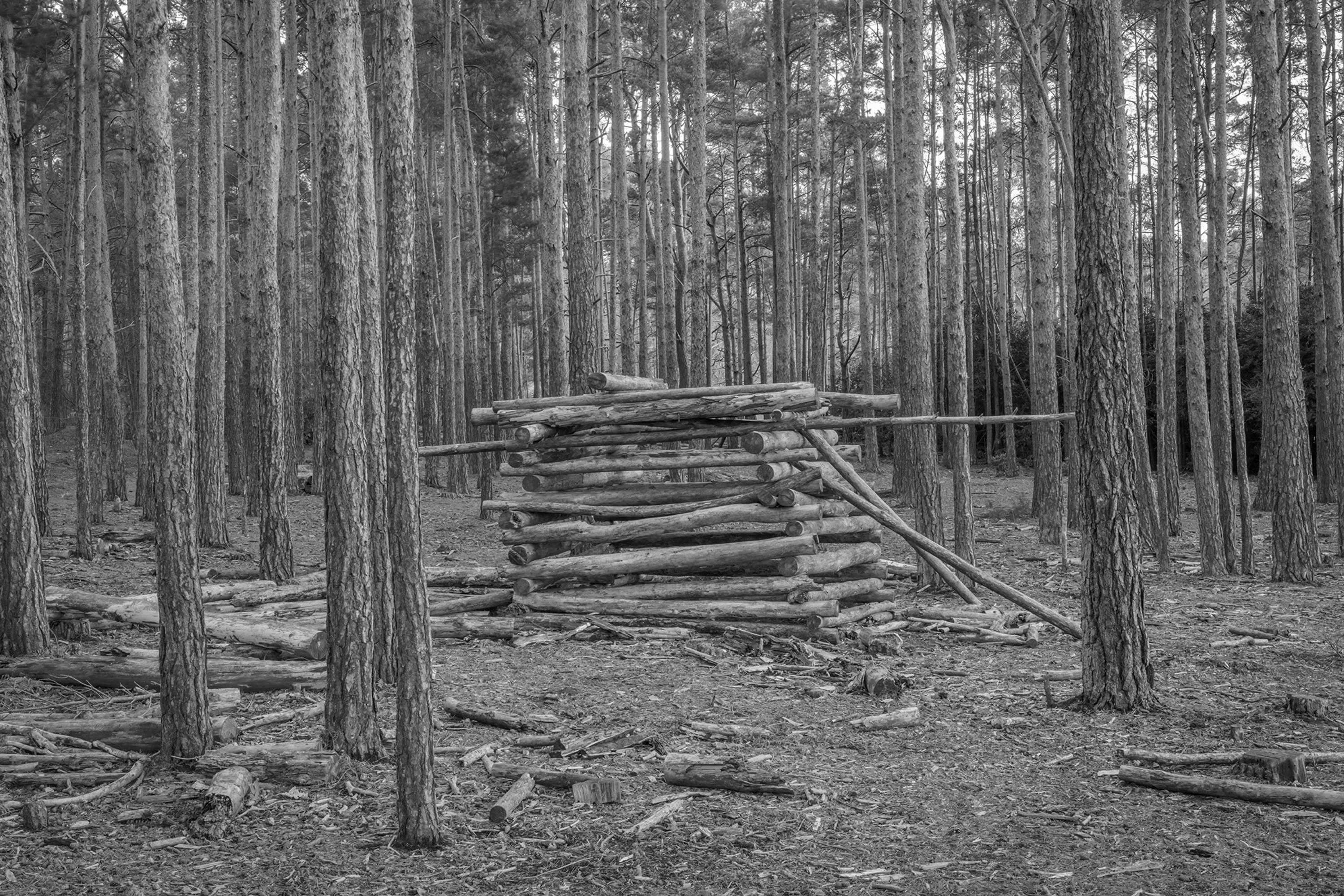Dens by Marcus Peel