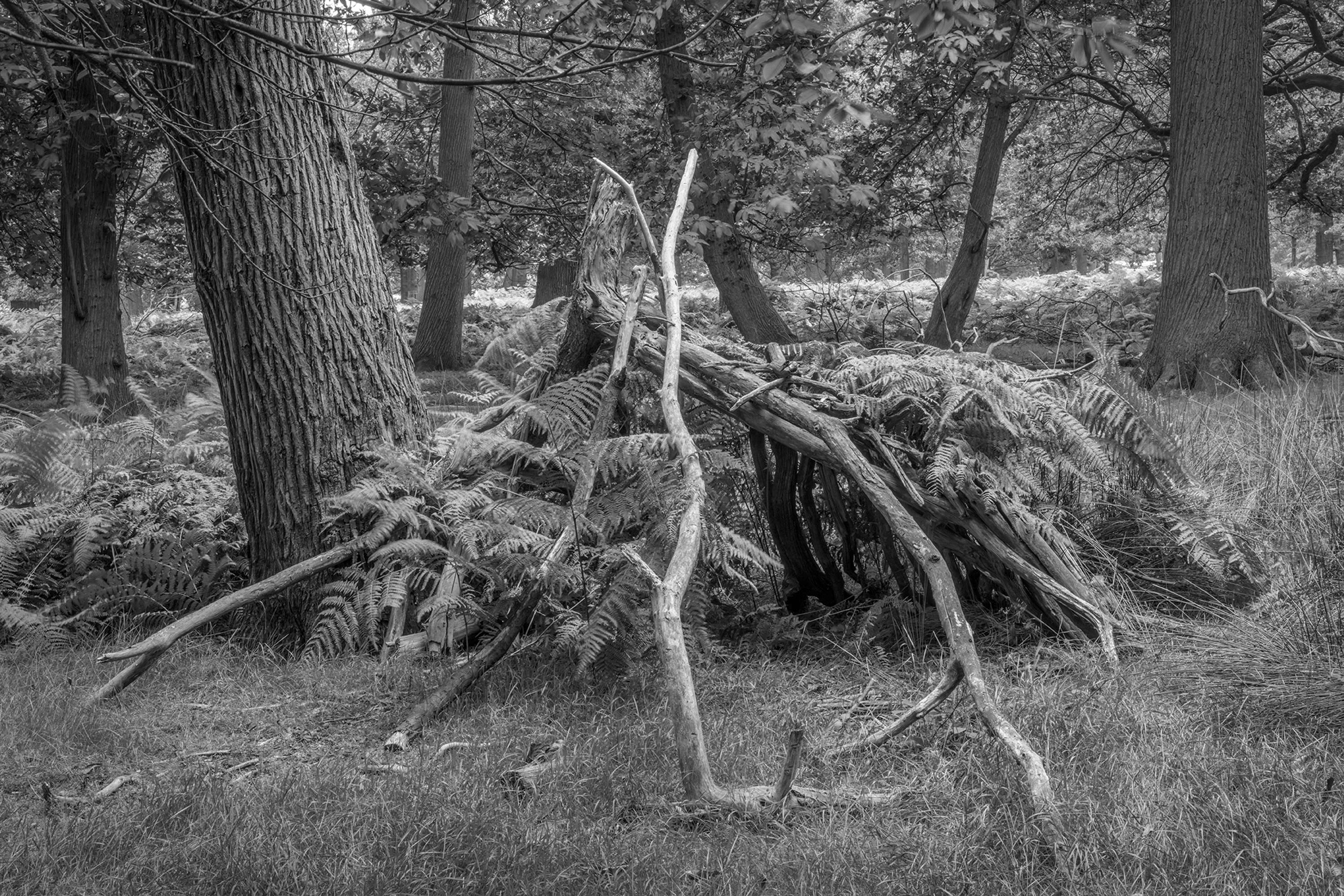 Dens by Marcus Peel