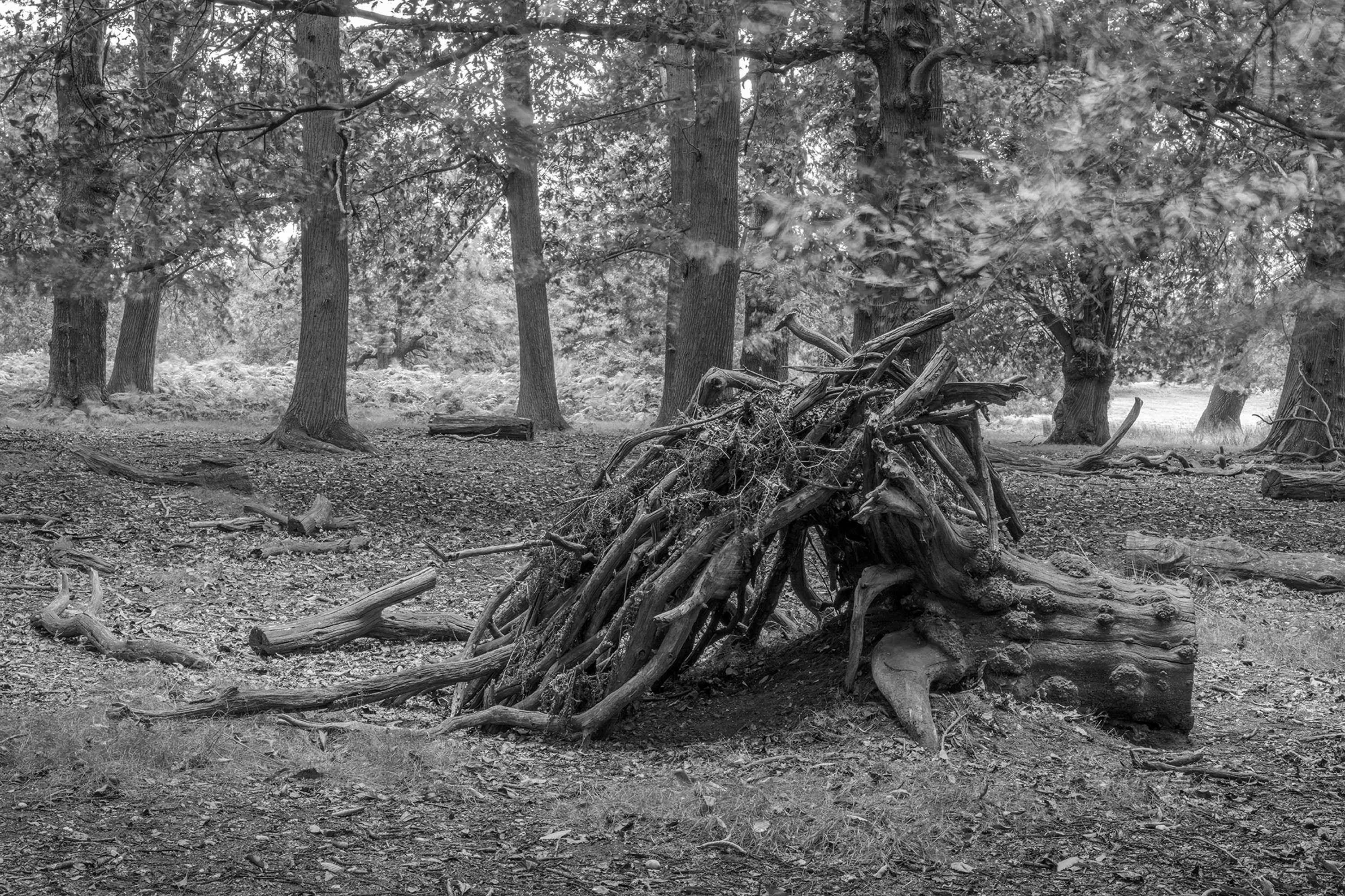 Dens by Marcus Peel