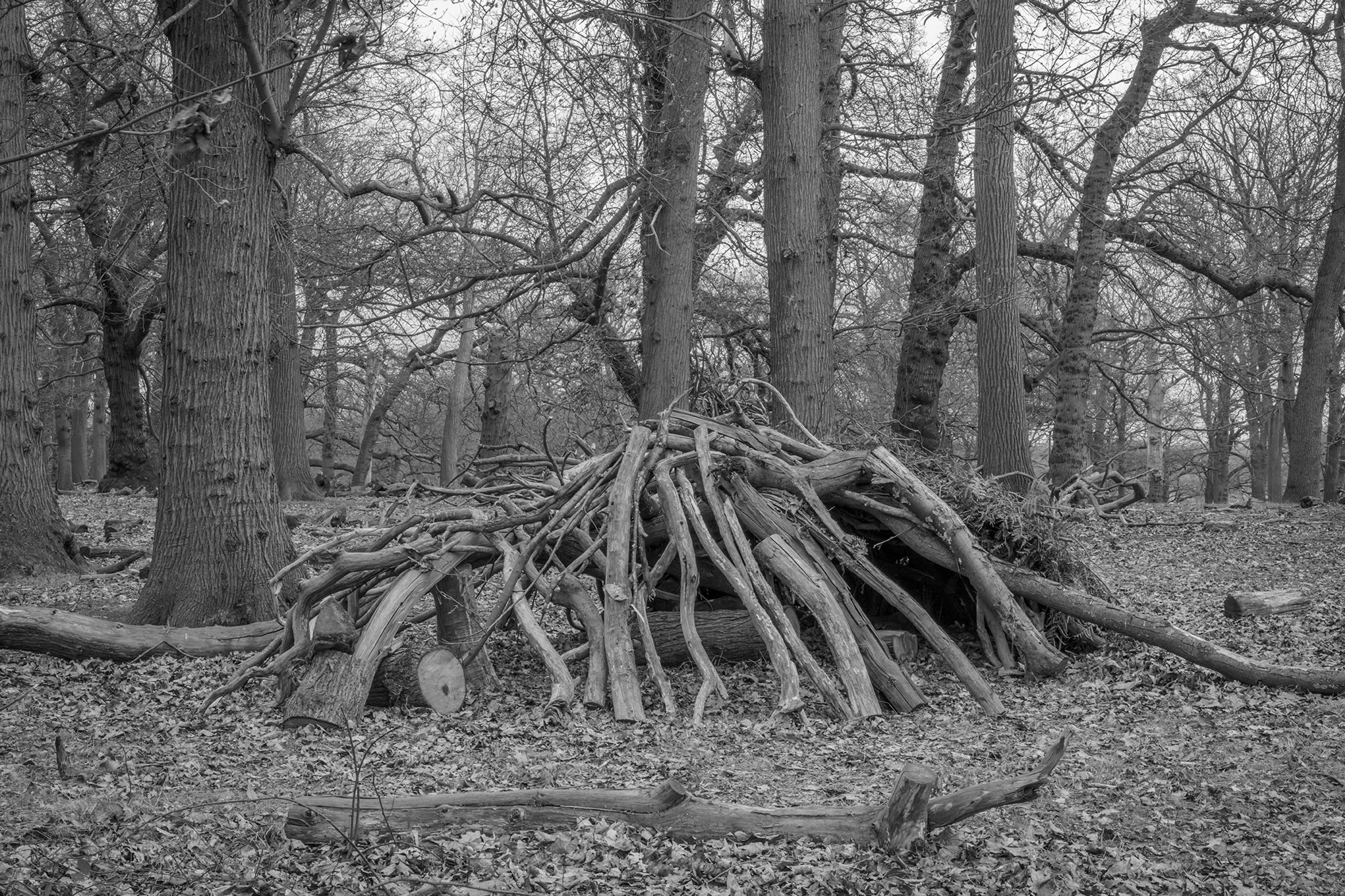 Dens by Marcus Peel
