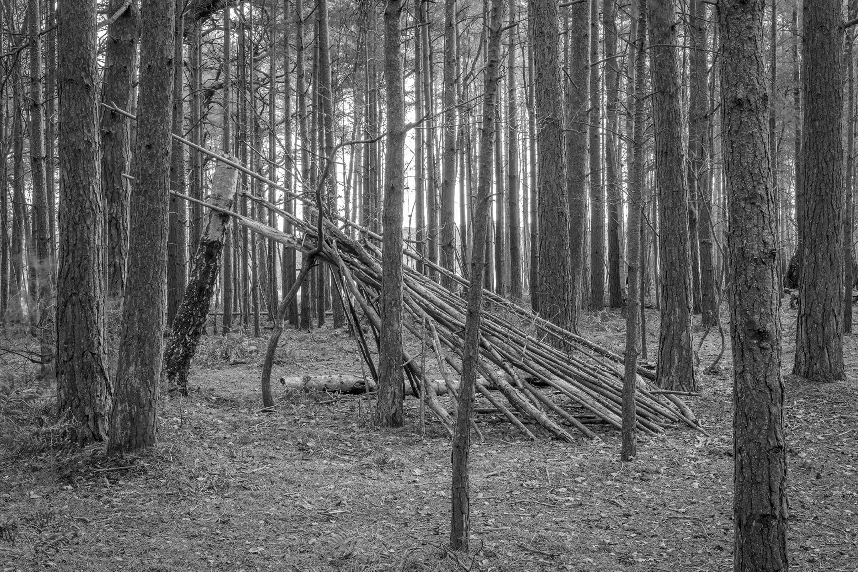 Dens by Marcus Peel