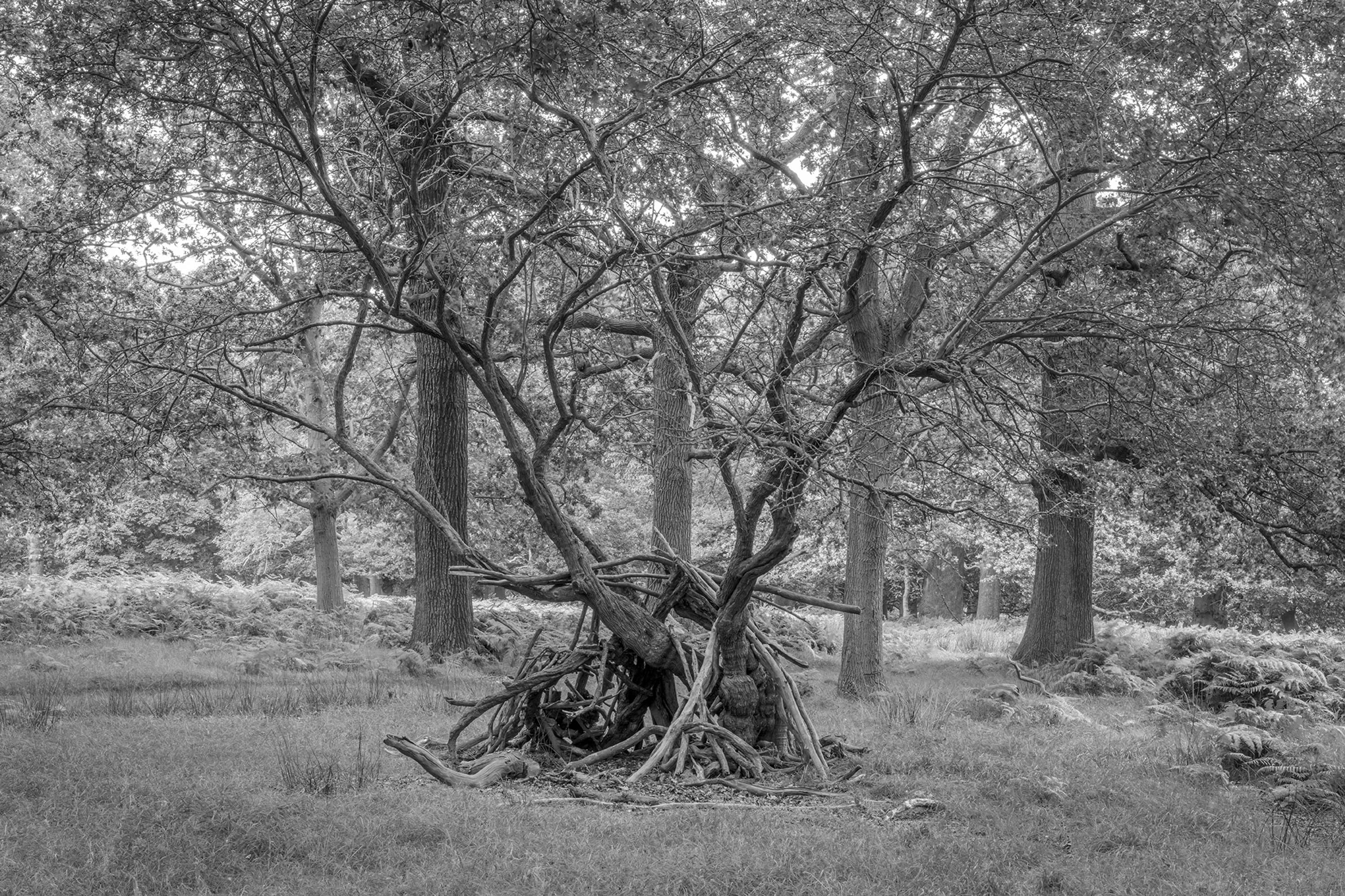 Dens by Marcus Peel