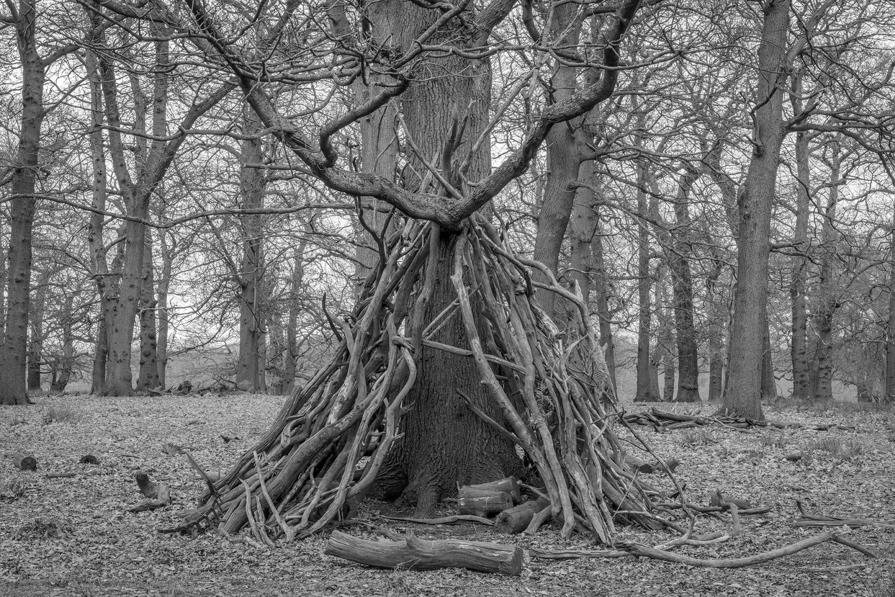 Dens by Marcus Peel
