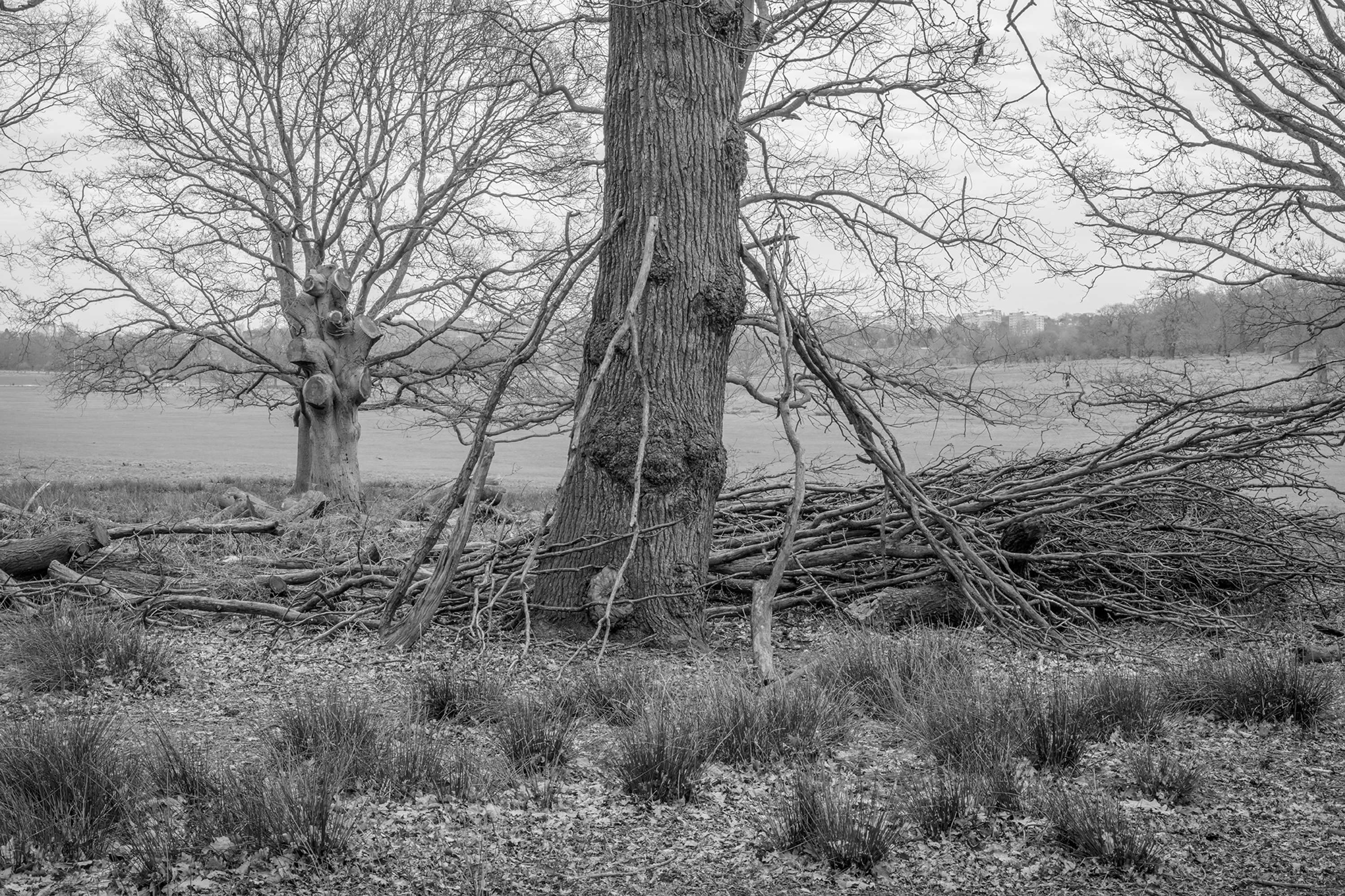 Dens by Marcus Peel