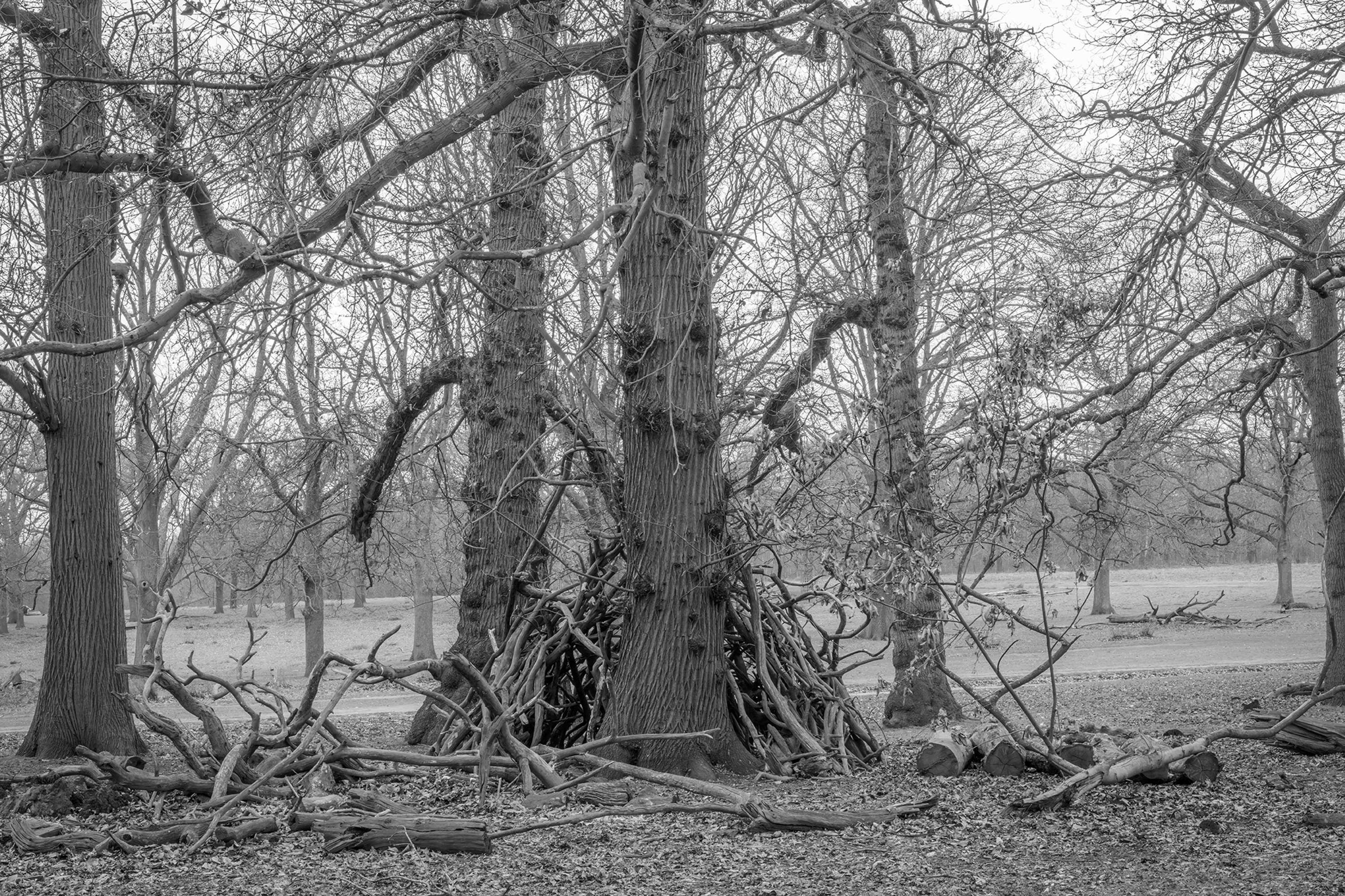 Dens by Marcus Peel