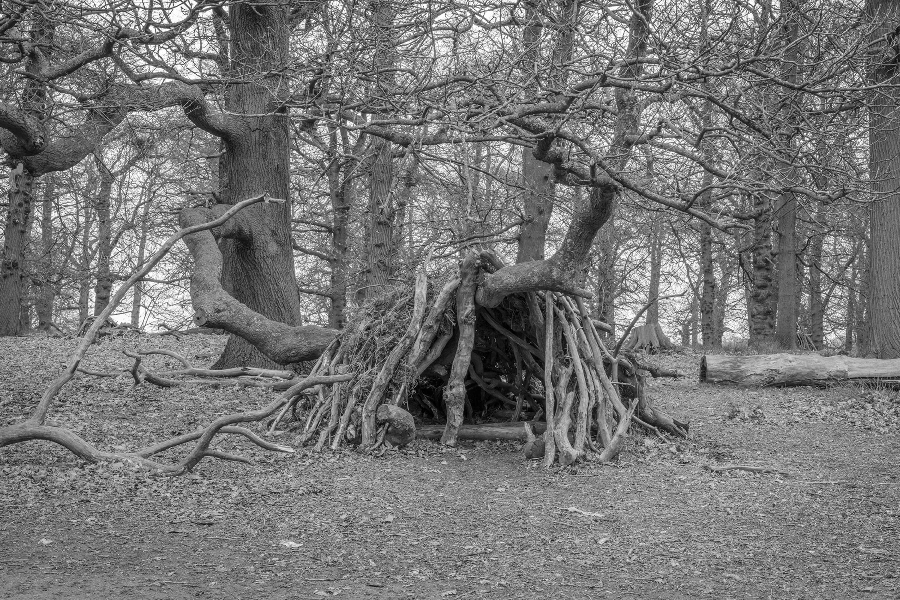 Dens by Marcus Peel