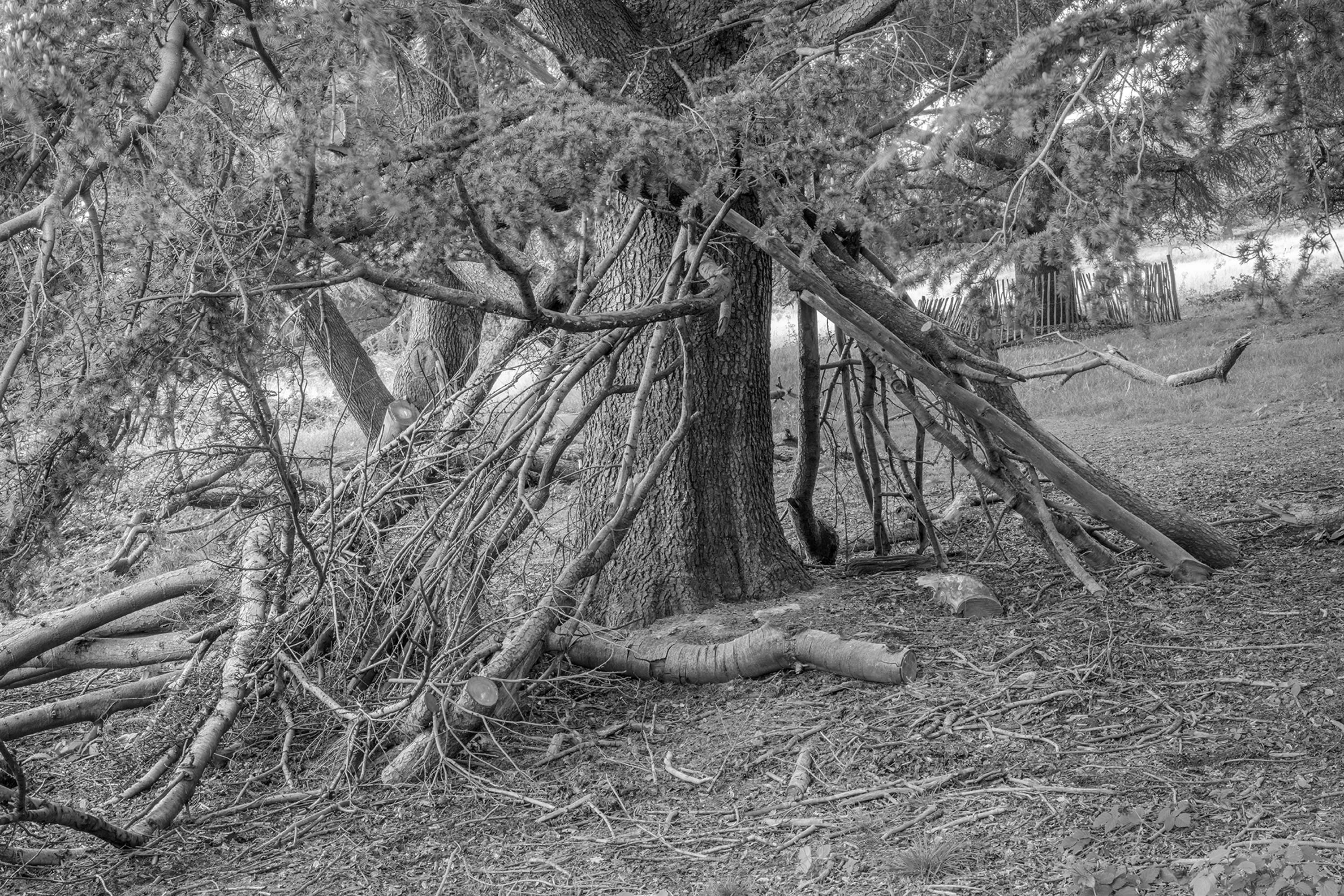 Dens by Marcus Peel