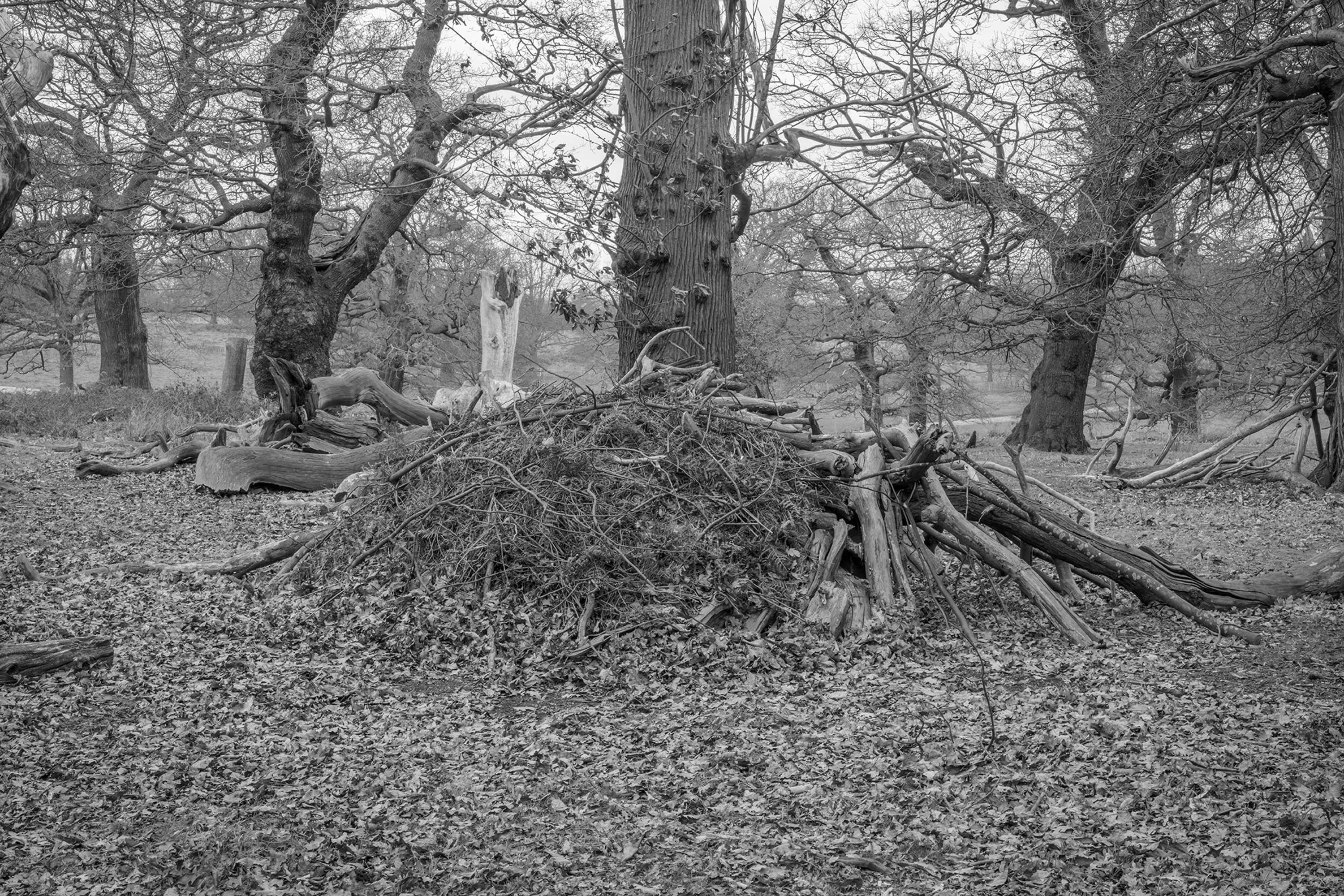 Dens by Marcus Peel
