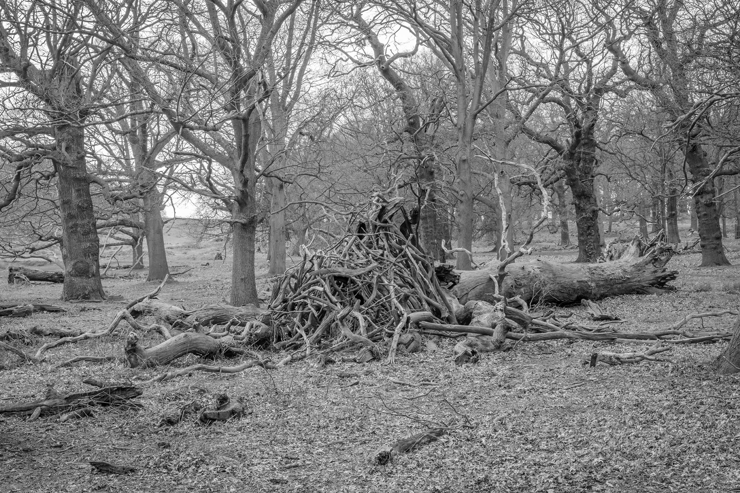 Dens by Marcus Peel