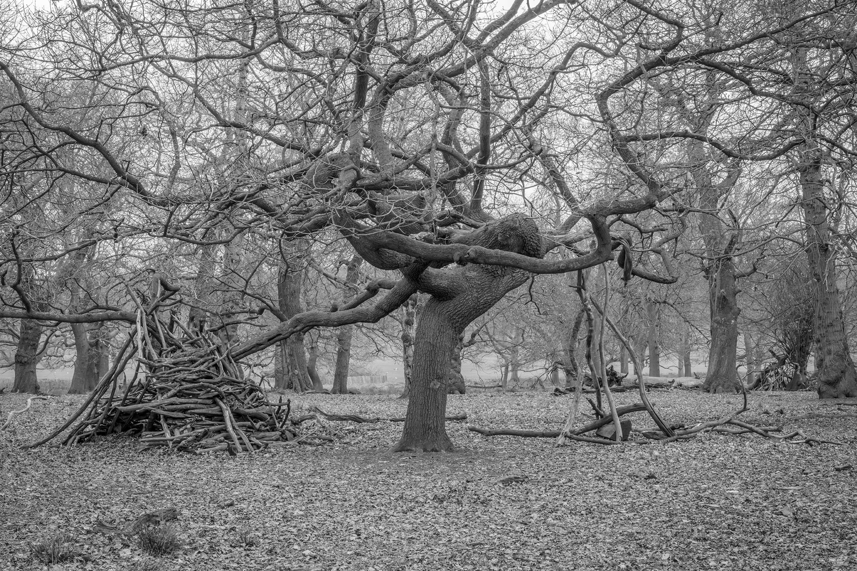 Dens by Marcus Peel