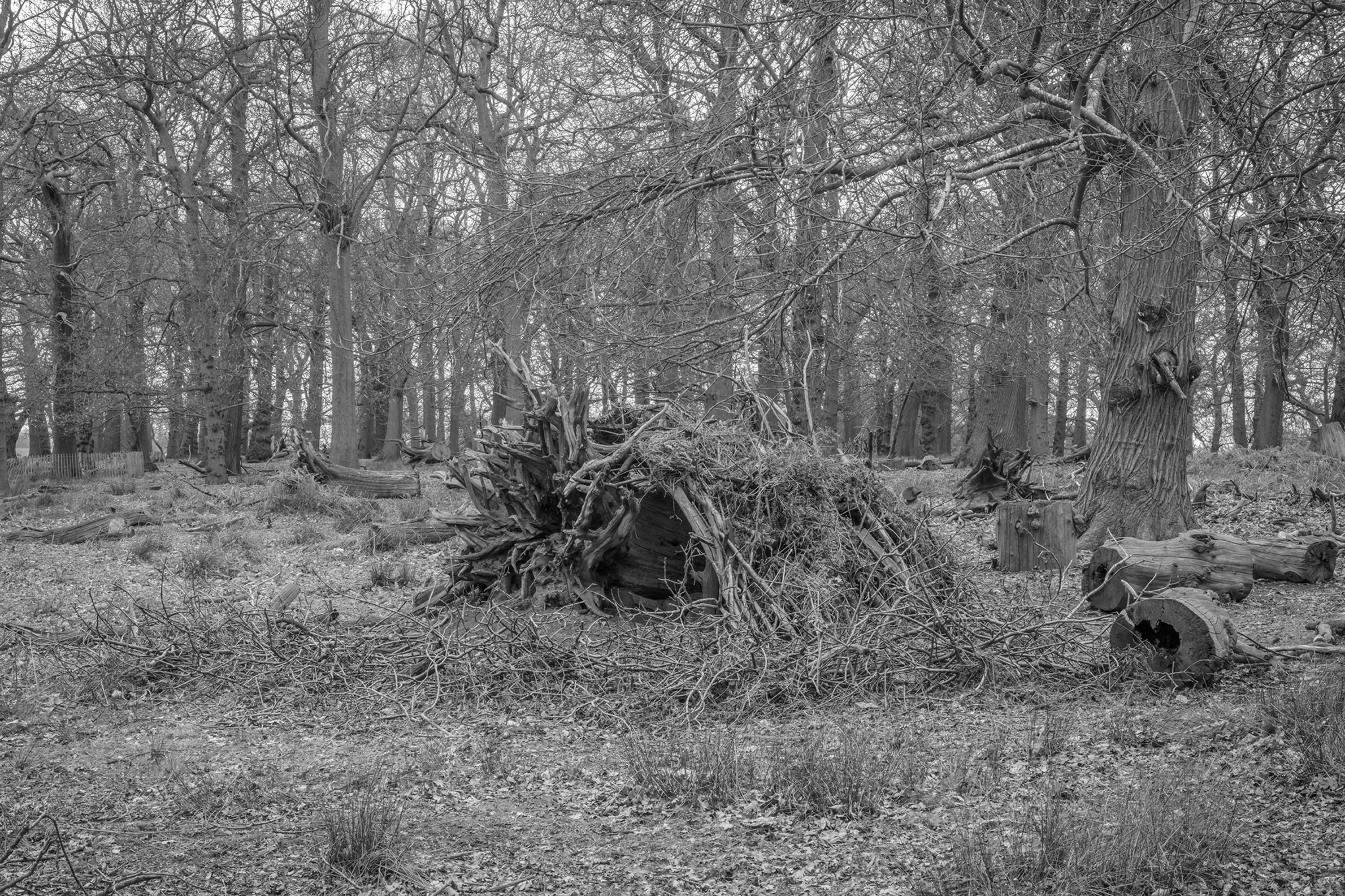 Dens by Marcus Peel