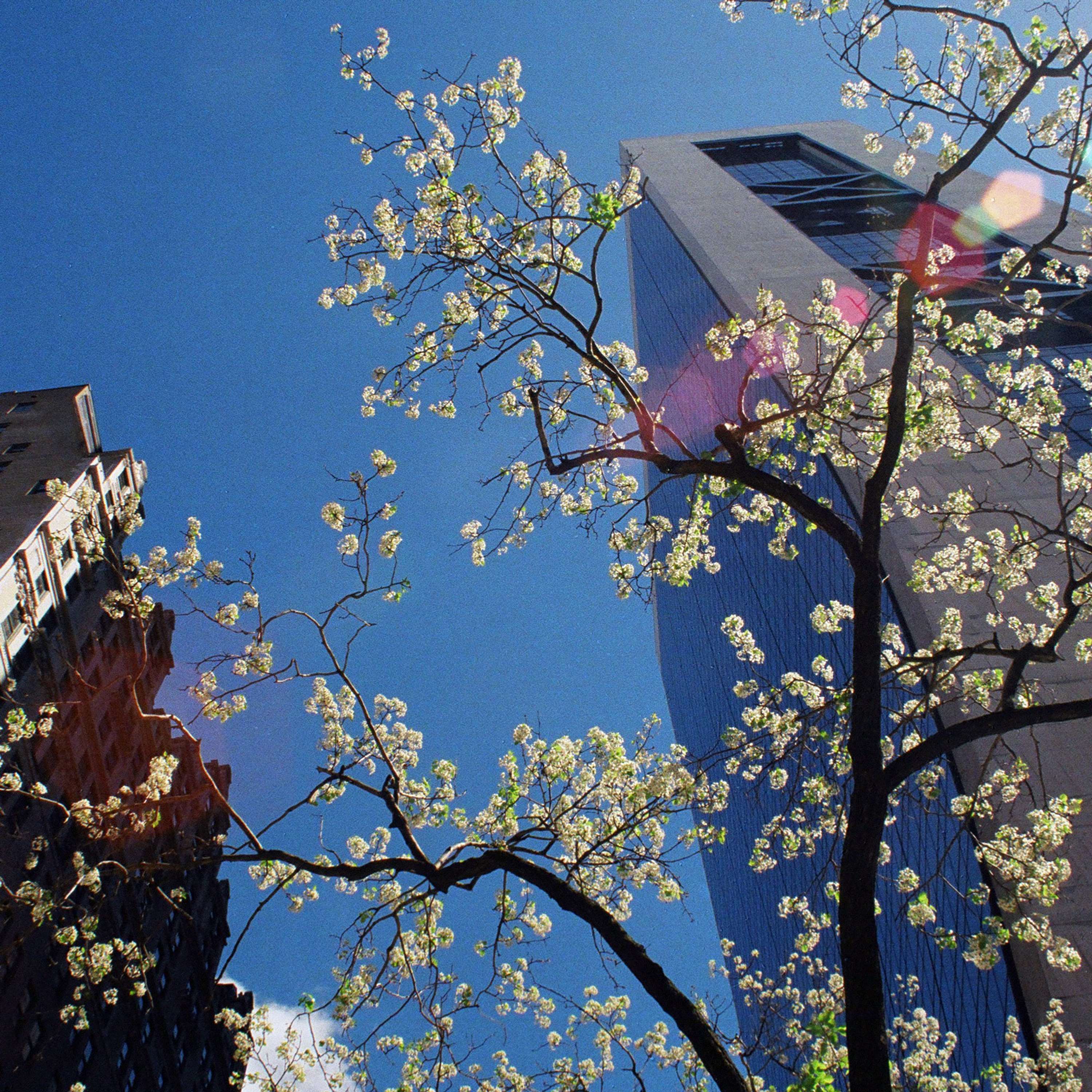 Springtime in New York by Tom Lancaster