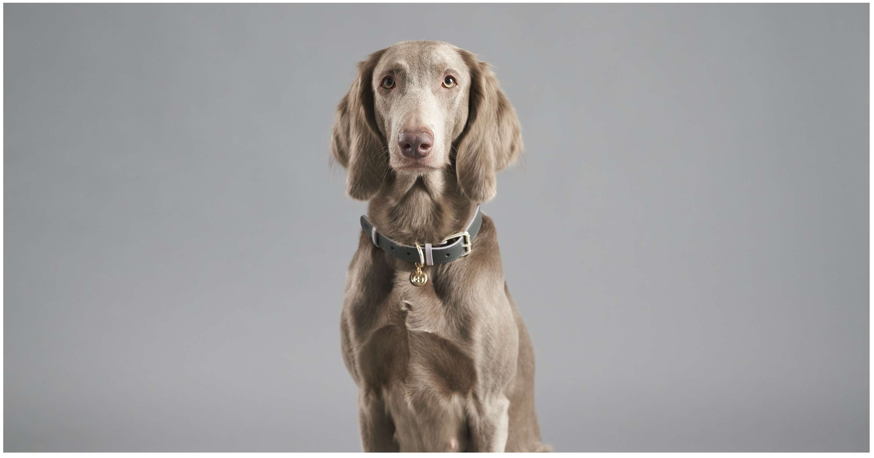Pet Accessories Ecommerce Shoot : MADE.com by Camille Freemantle