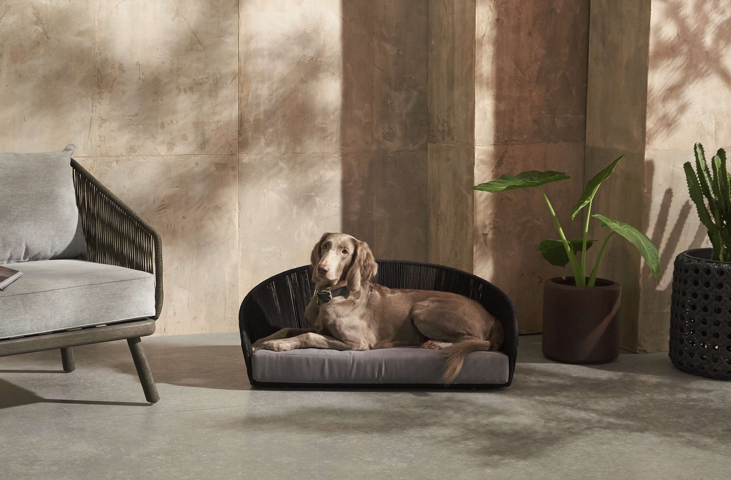 Pet Accessories Ecommerce Shoot : MADE.com by Camille Freemantle