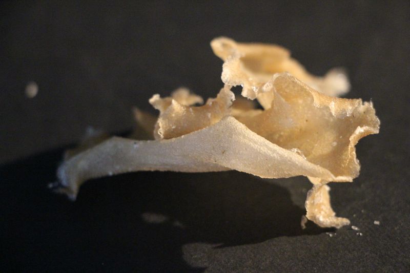 Bioplastic by Iris Liange