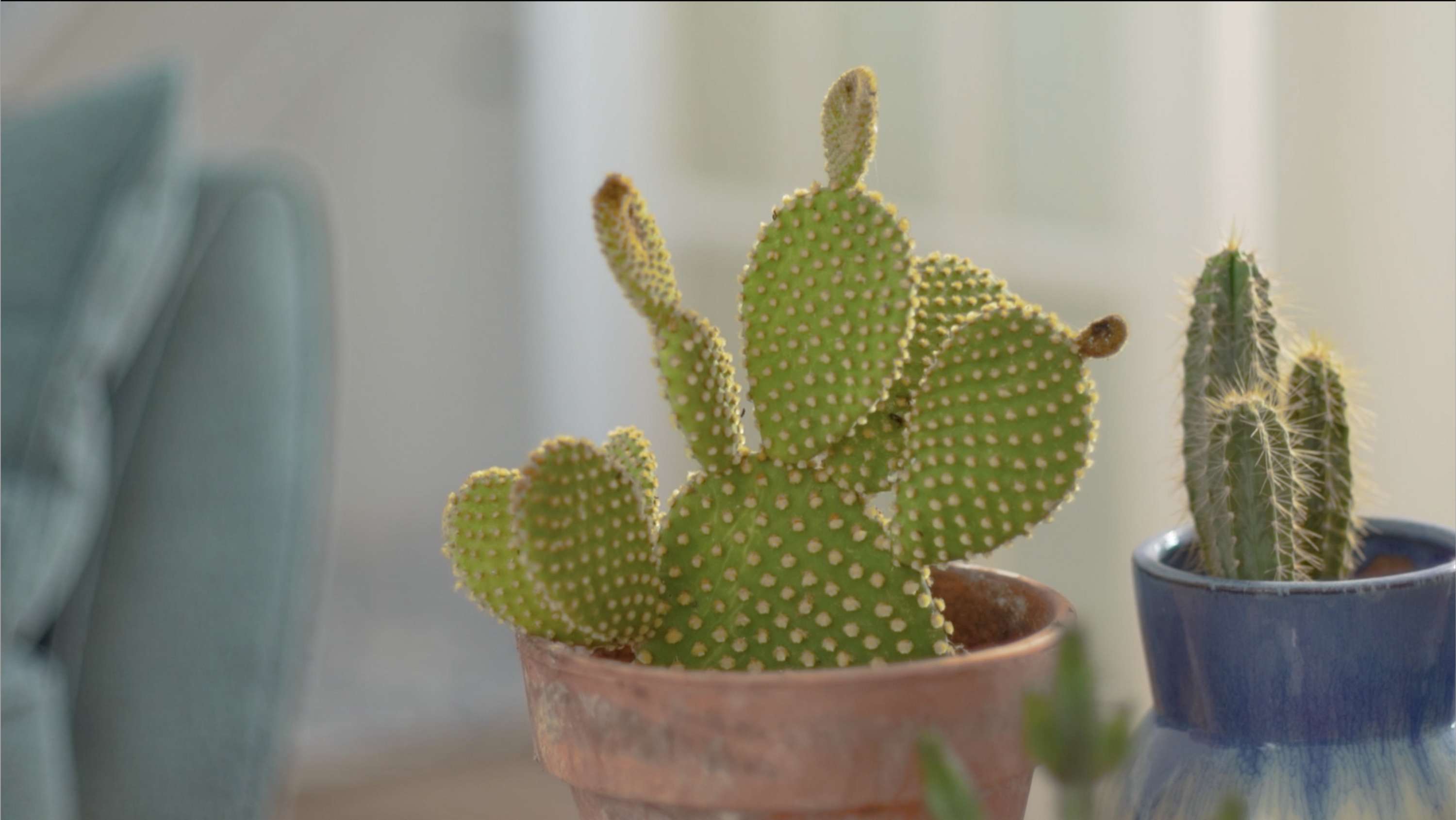 Bumble | Get close, from afar by Lauren Blackwell