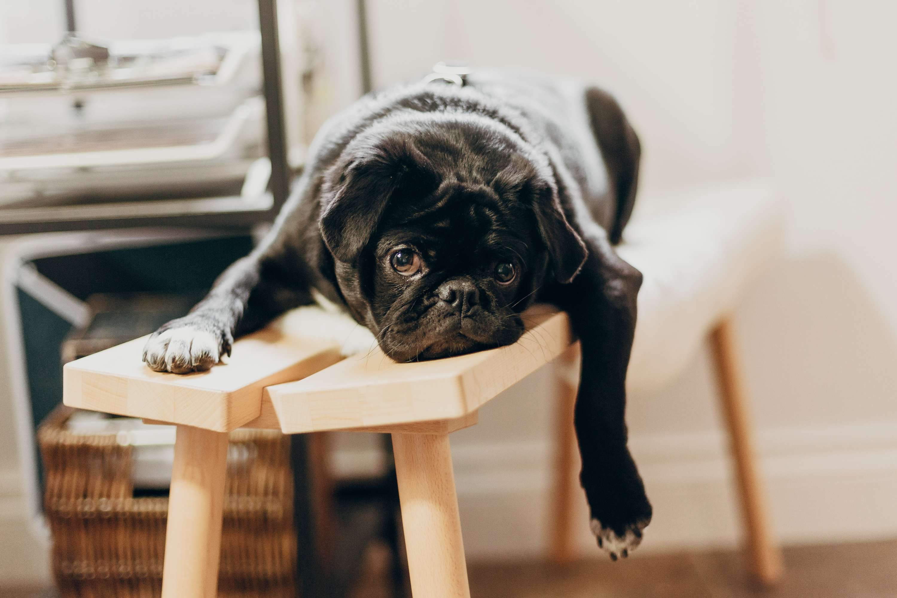Feeling Lazy When You Should Be Working? by Freelance Success