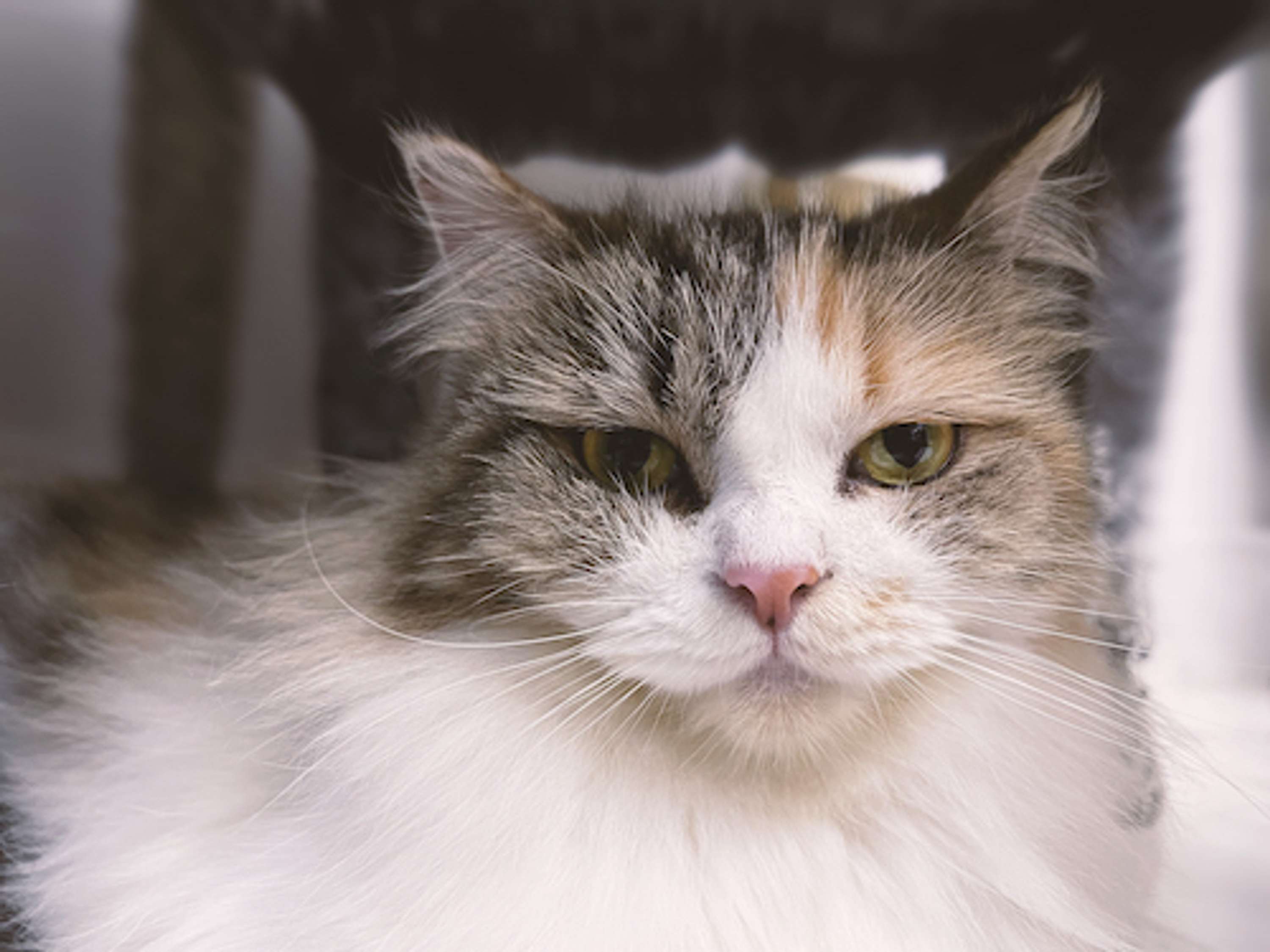 Cat looking to the camera by Shot Fotos
