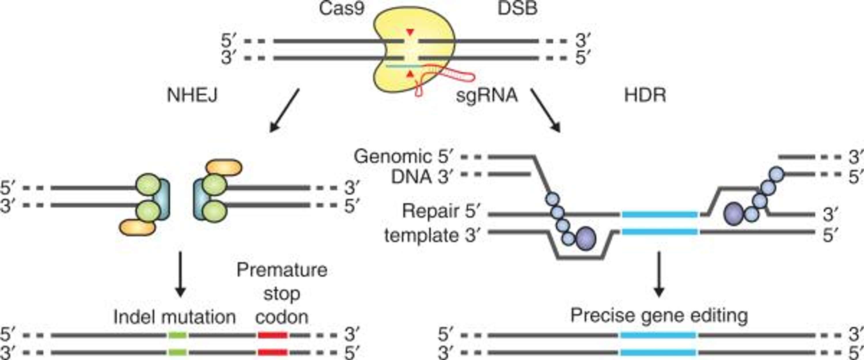 Gene Knockin Mouse Generation by wendy wilson