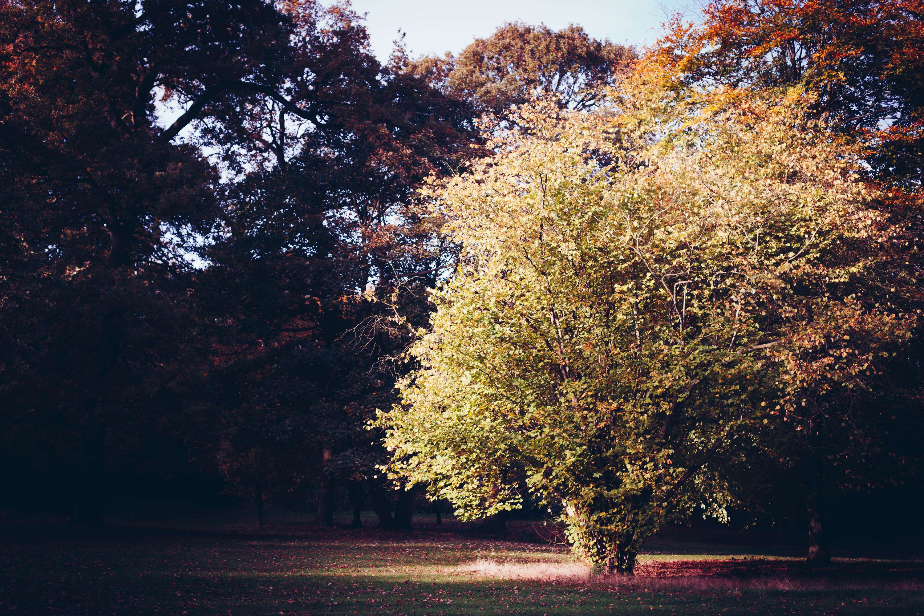 Personal Project — Nature by Jeremy Dobson