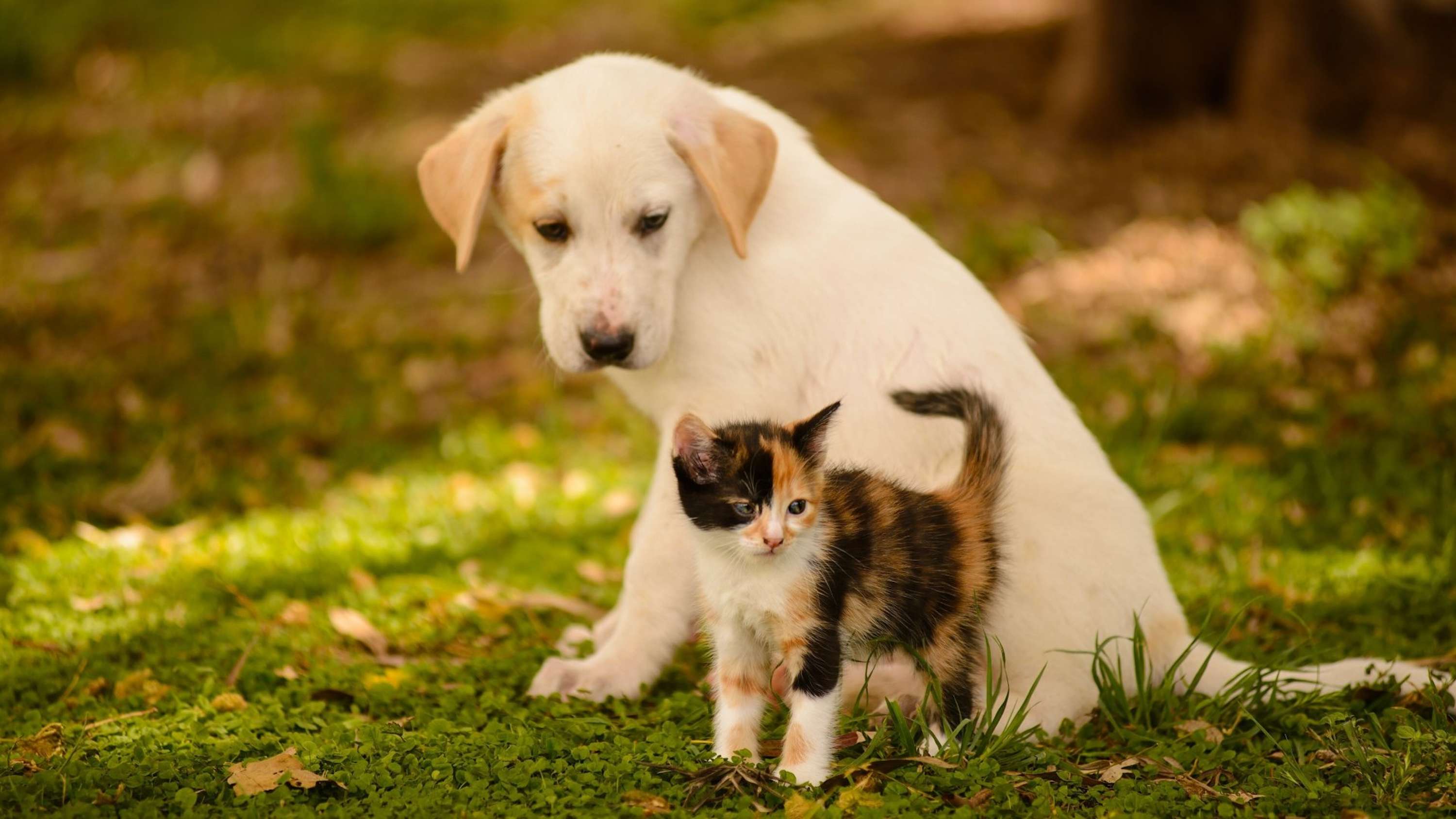 Guidelines To Trim Dog Nails - 2022 by Nicholas Thomson