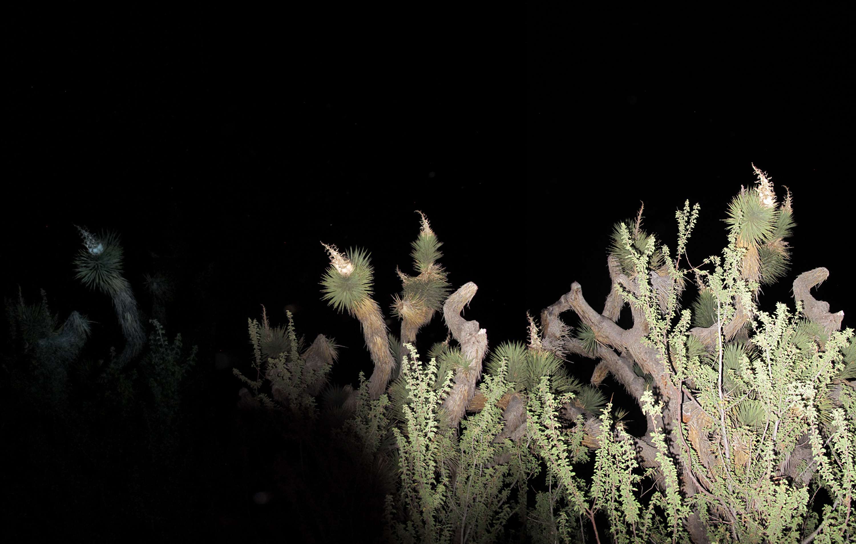 Night Light: Incomplete Distortions by Voodoo Voodoo