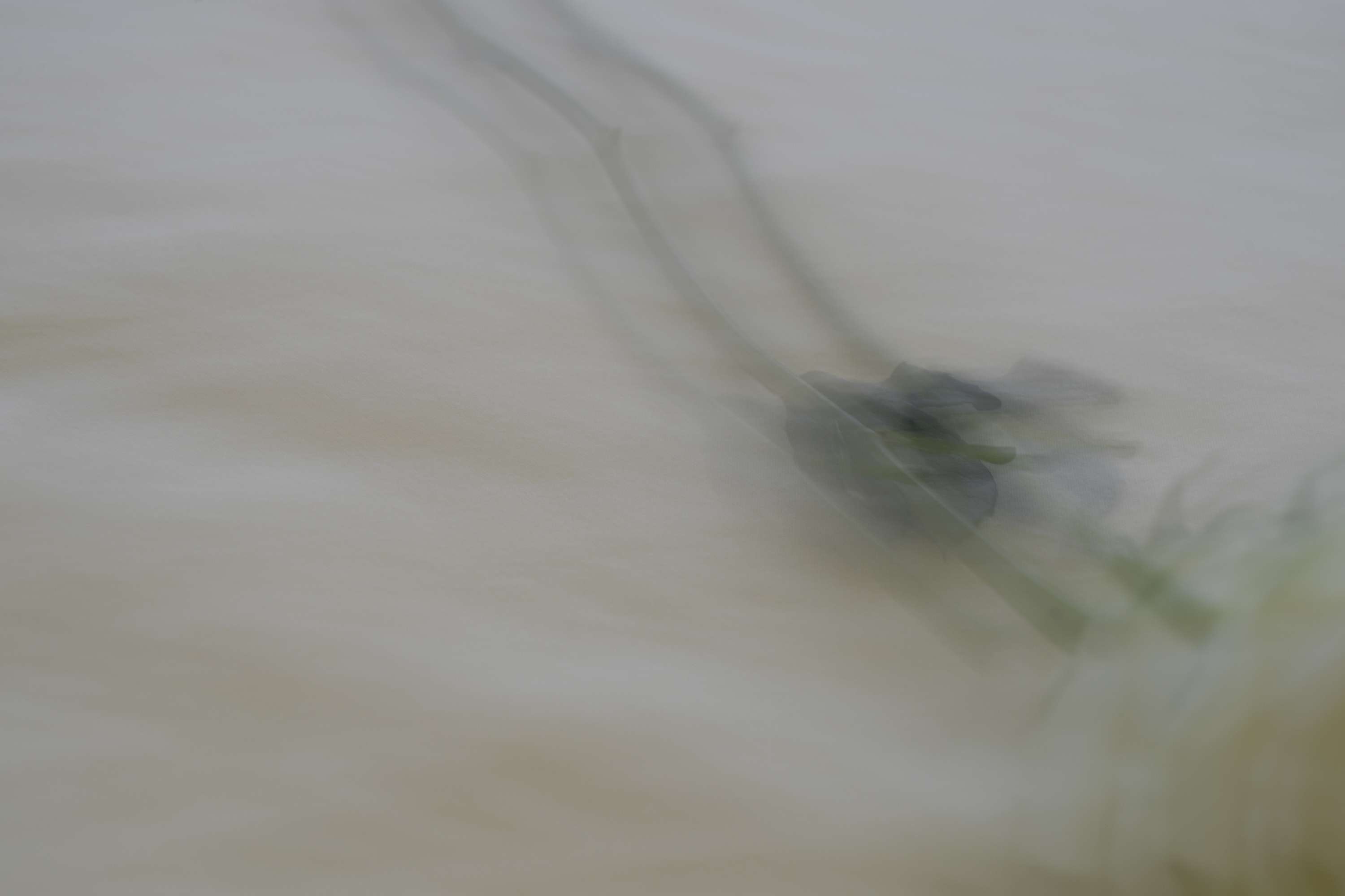 Time and Movement studies by Natasha Zinovyeva