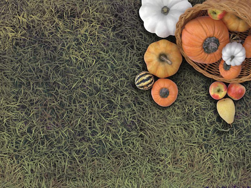 Cornucopia with pumpkins by Shot Fotos