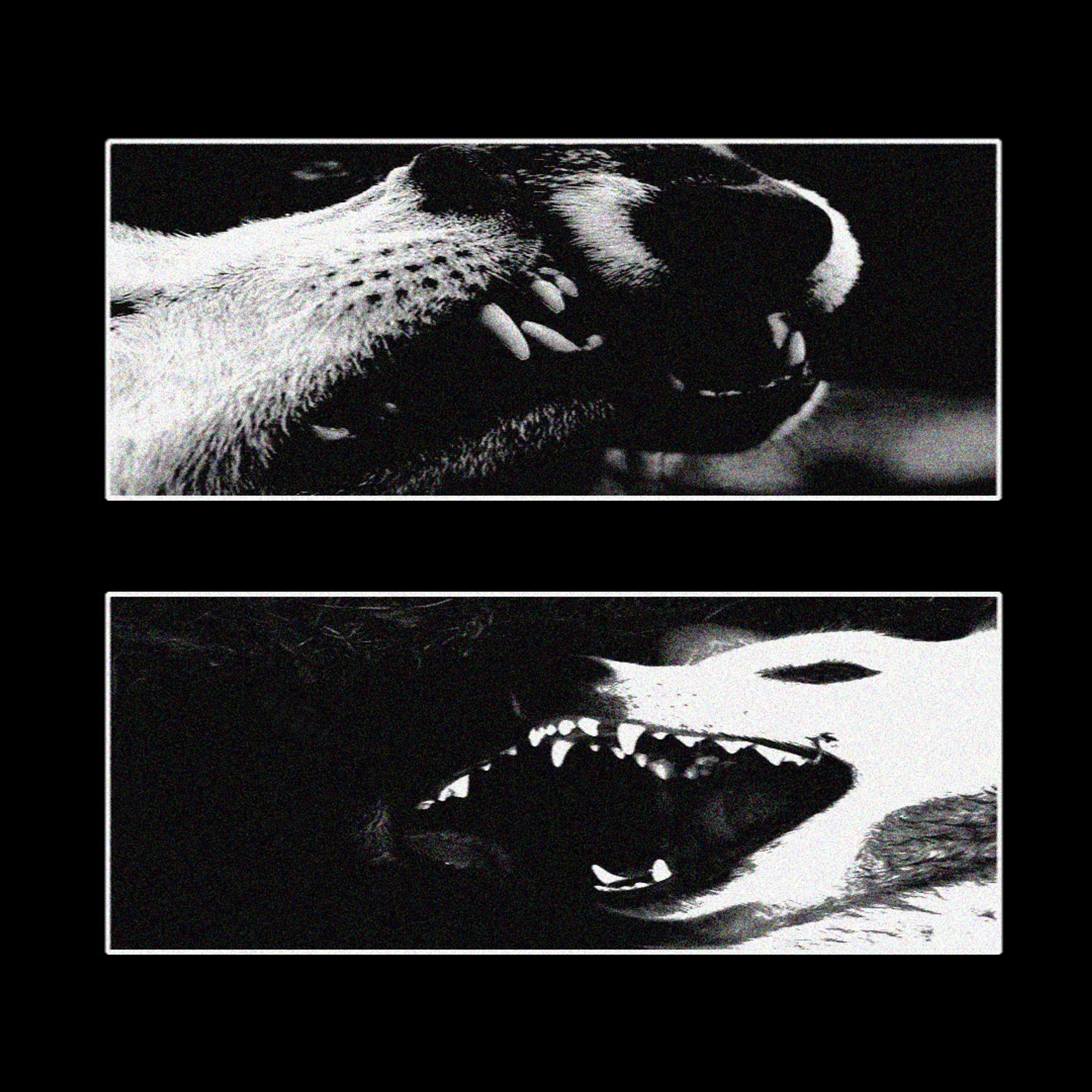 WOOF by El Gould