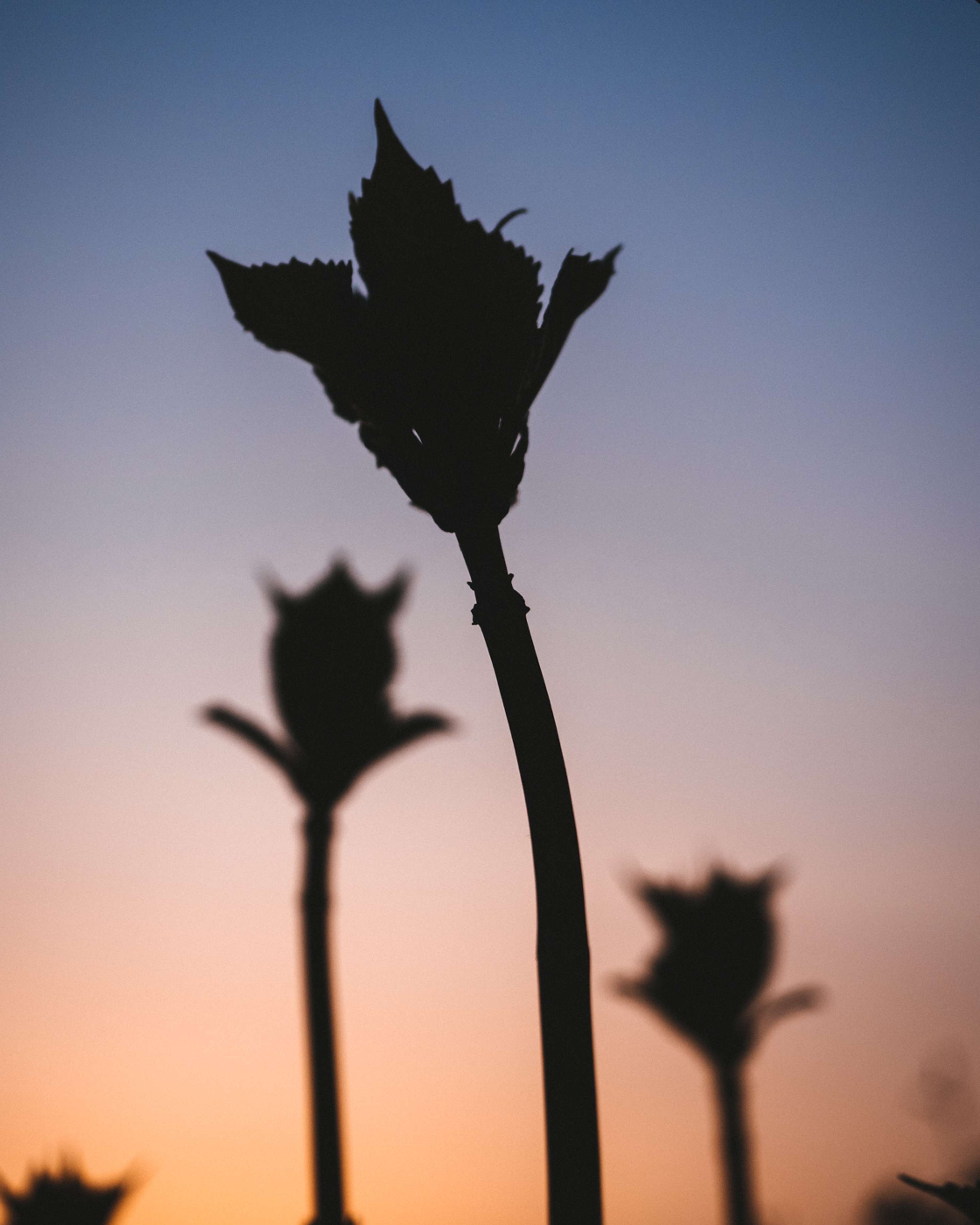 What Are We Reaching For? by William Templeton
