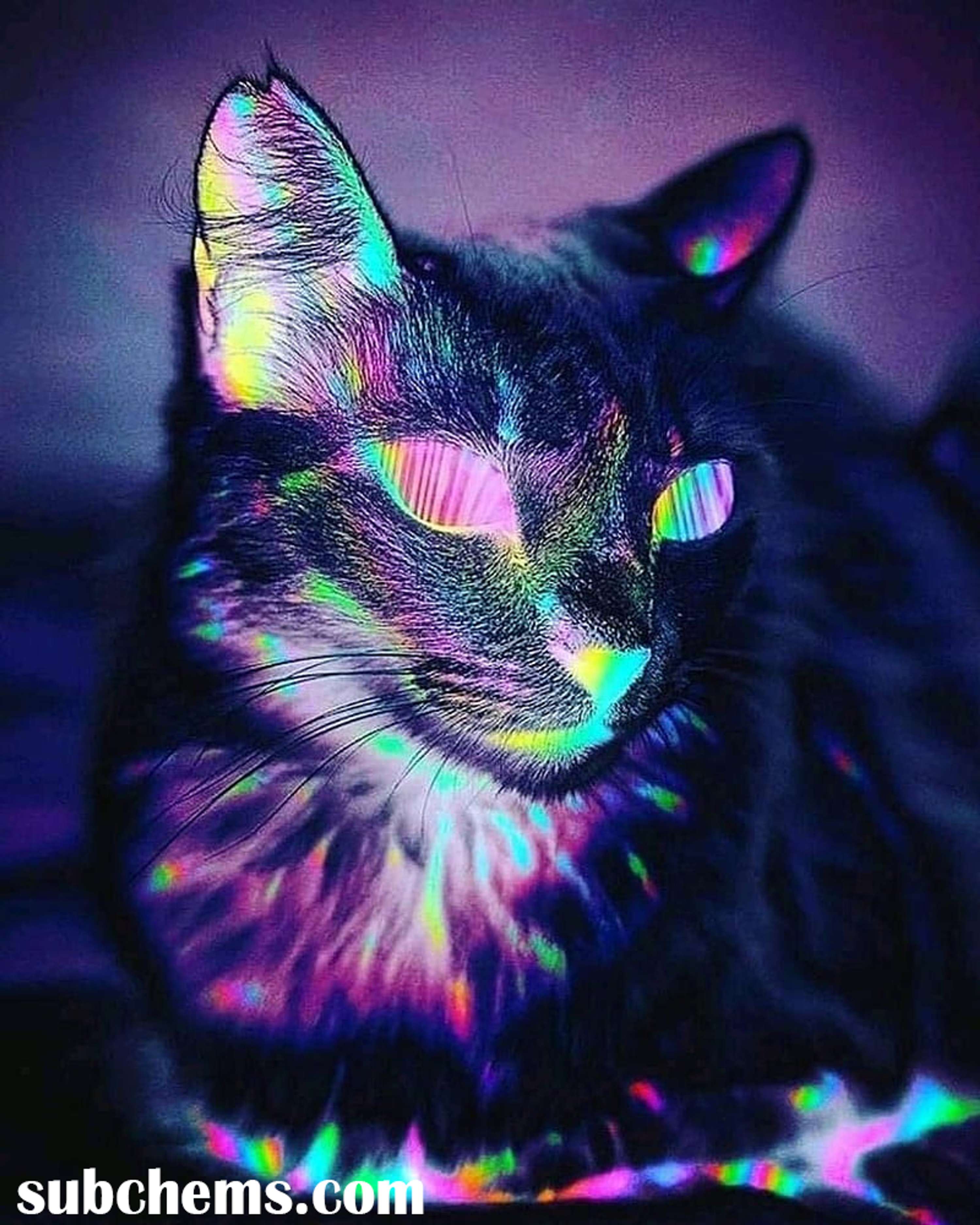 Trippy CAT, psy, psy art by sean rio