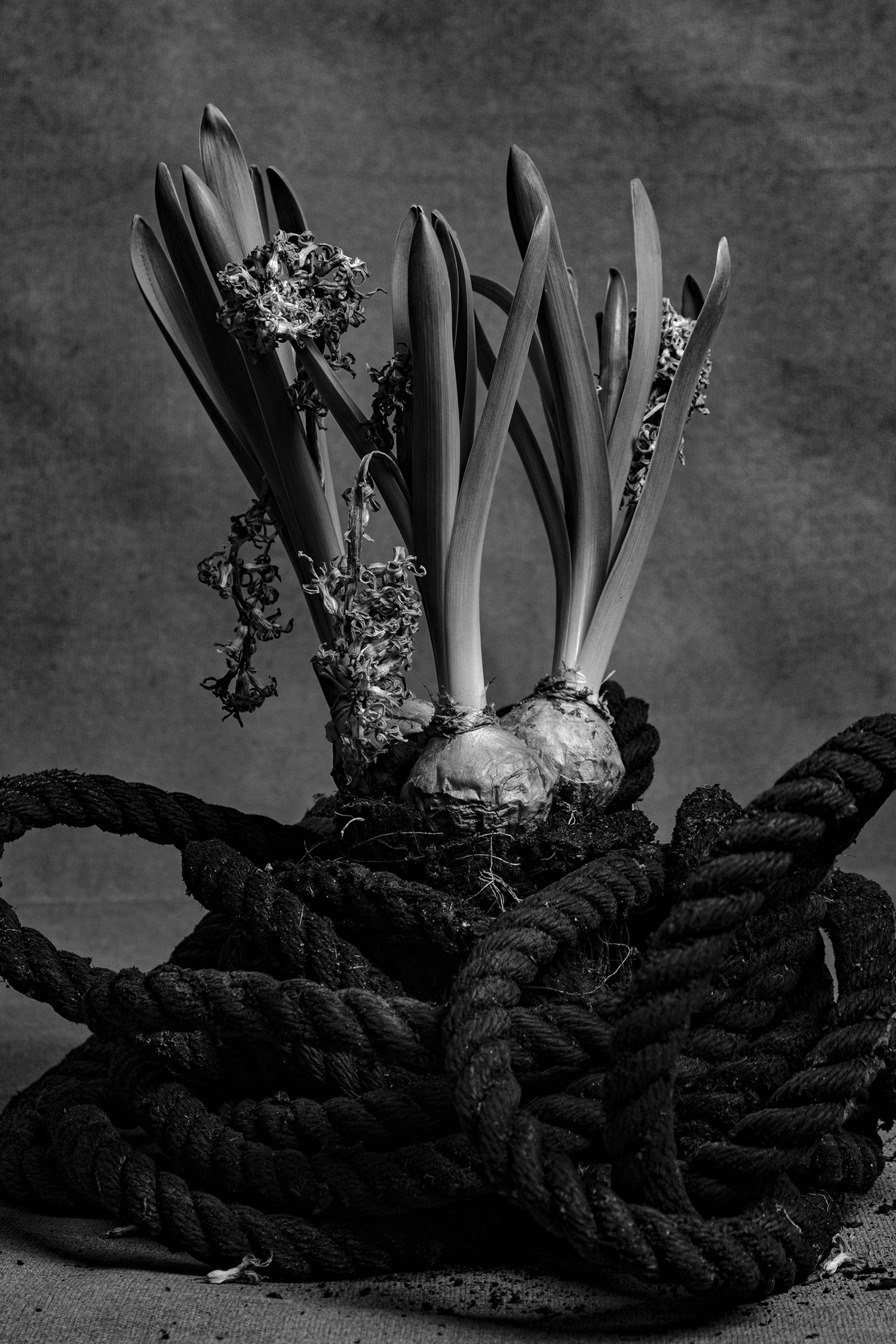 Content by Regina Ray