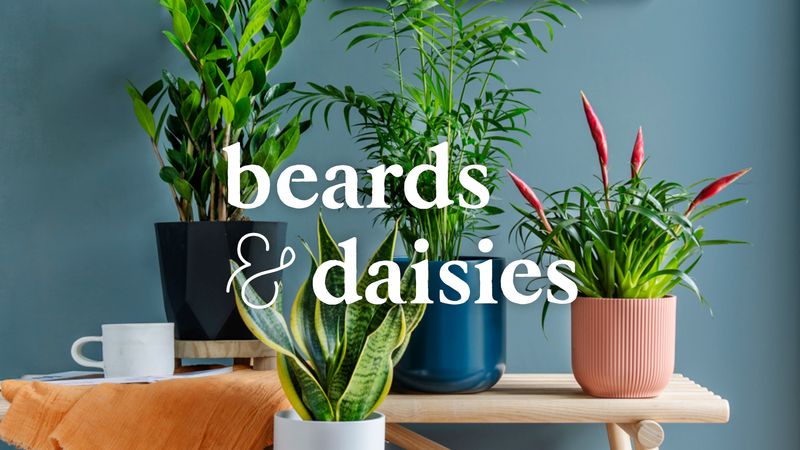 Beards & Daisies by Something Good Studio