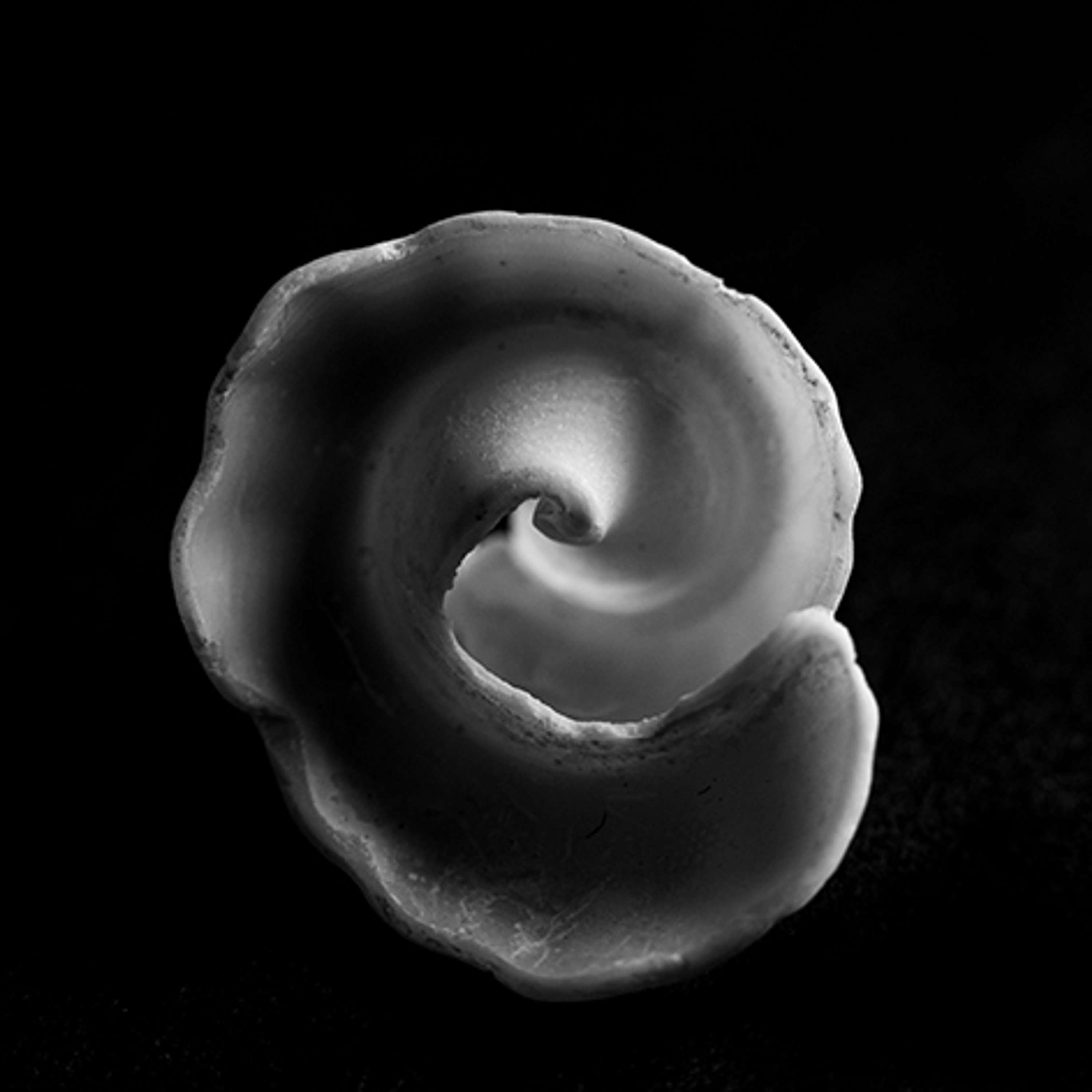 Seashells by Regina Ray