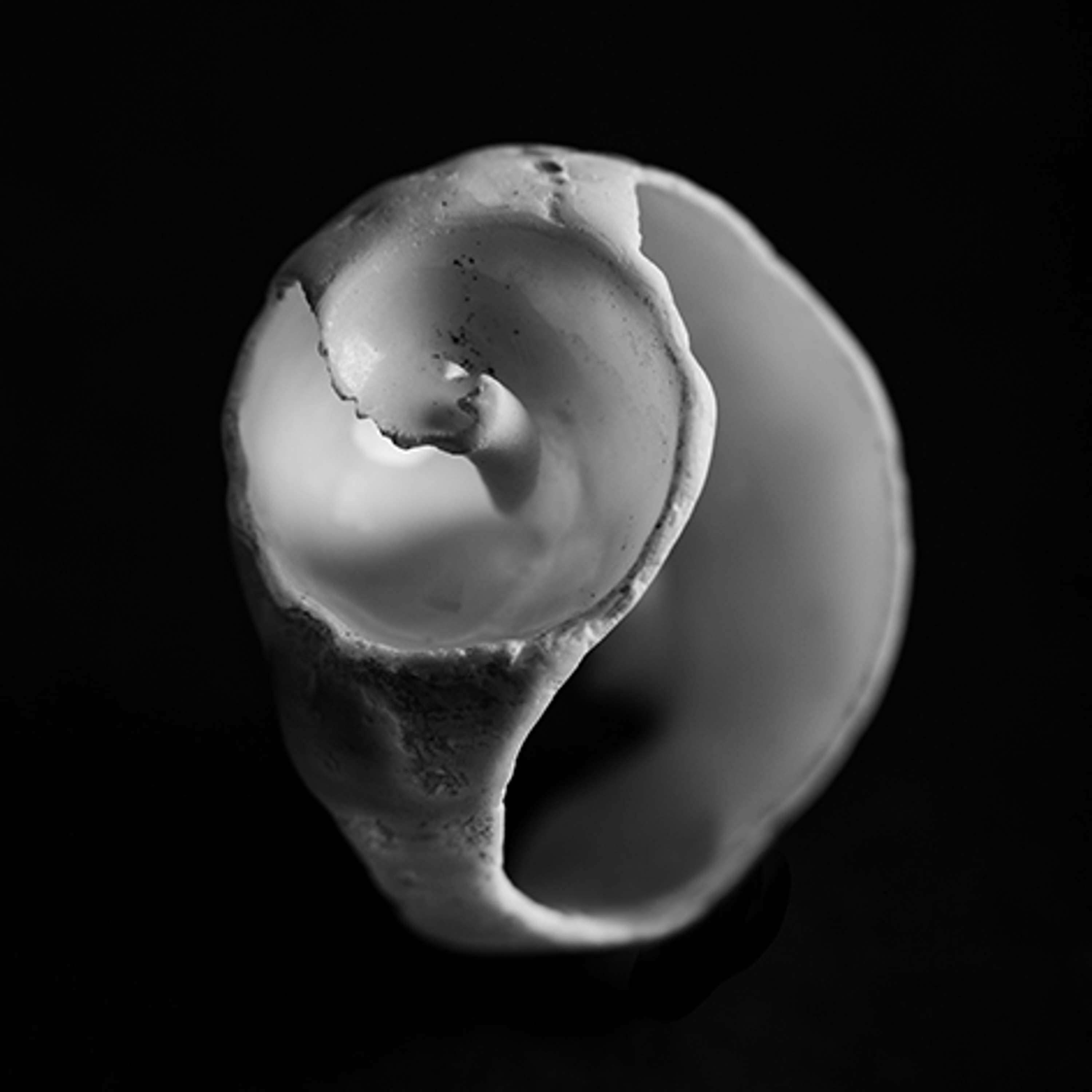 Seashells by Regina Ray