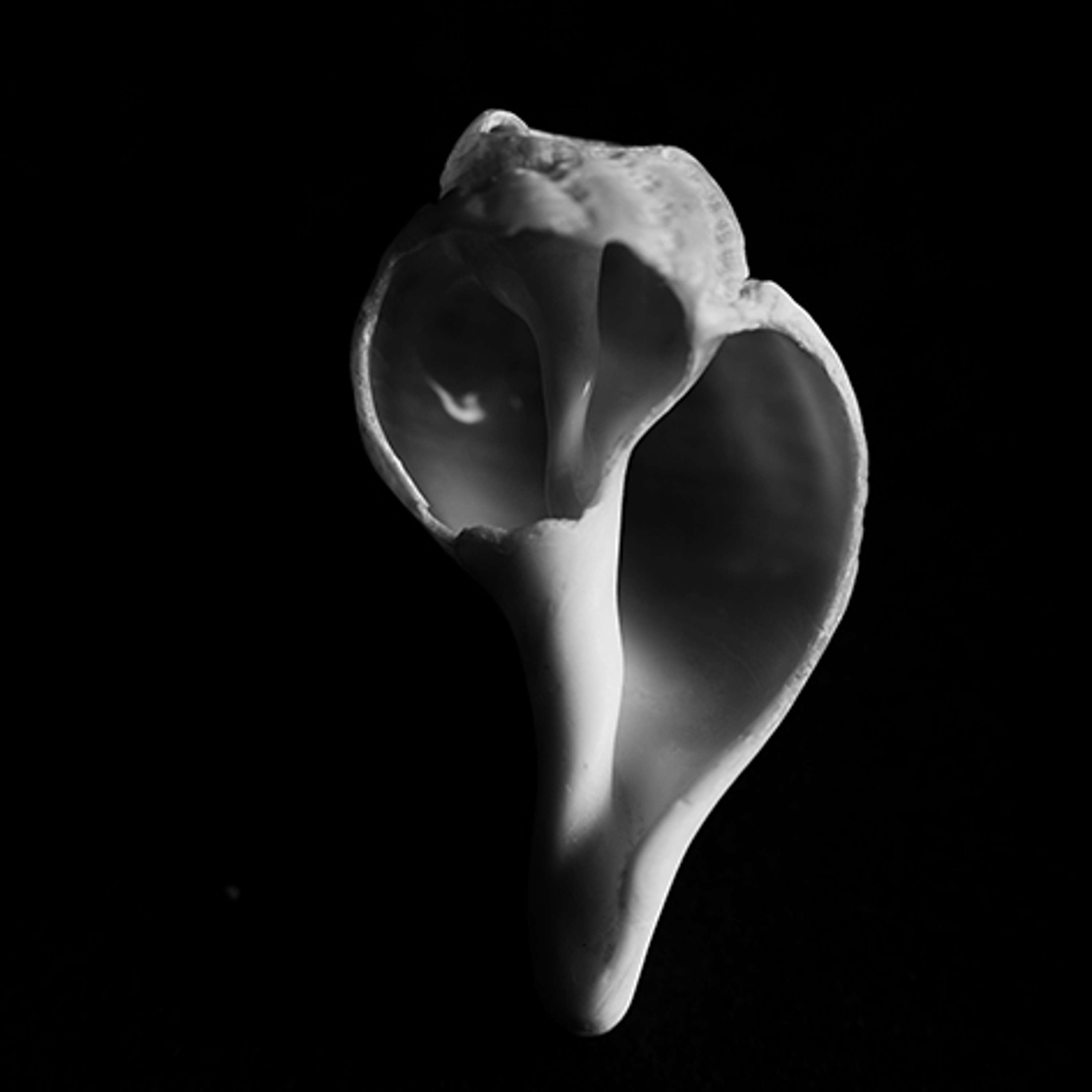 Seashells by Regina Ray